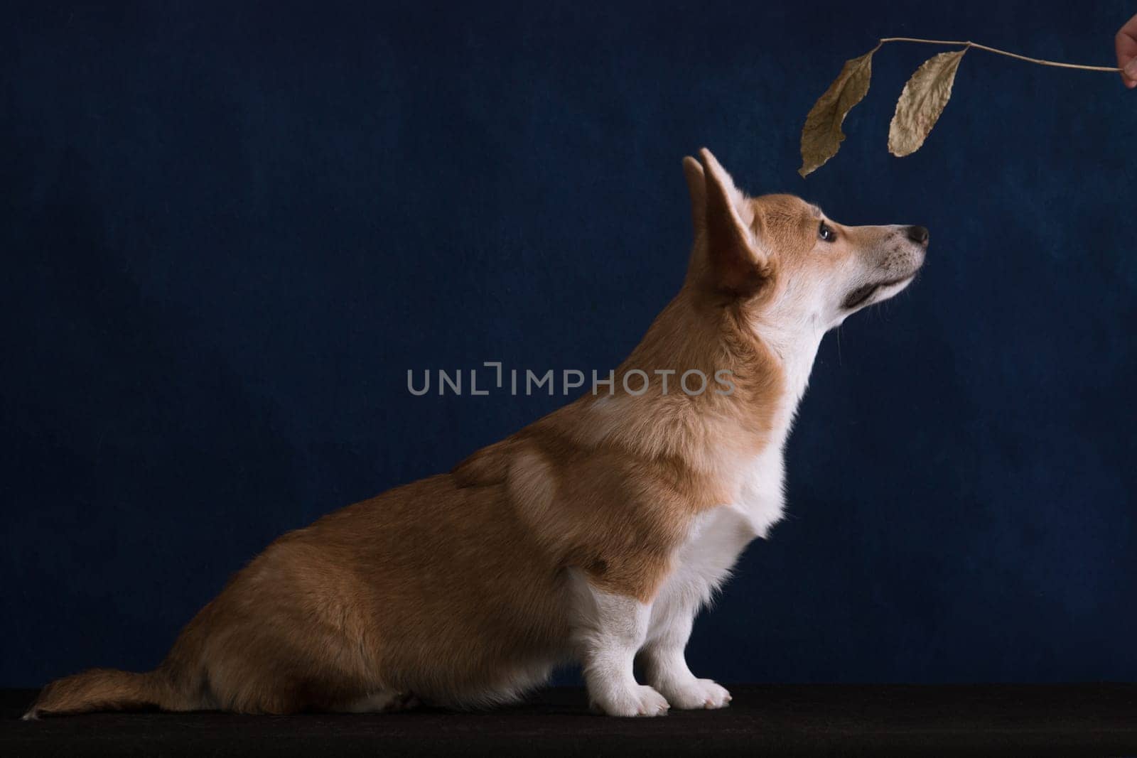 A small red-haired dog with a white breast of Welsh Corgi Pembroke breed sits on a blue background and looks at a leaf in a man’s hand