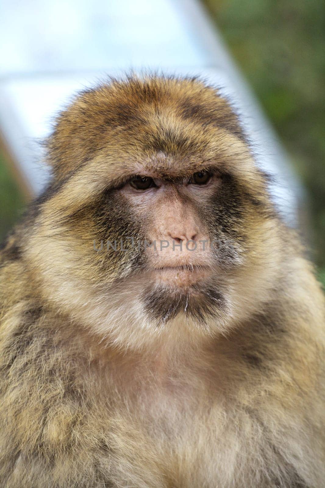 A Barbary macaque rests in France's Monkey Forest, highlighting its expressive features amid nature.
