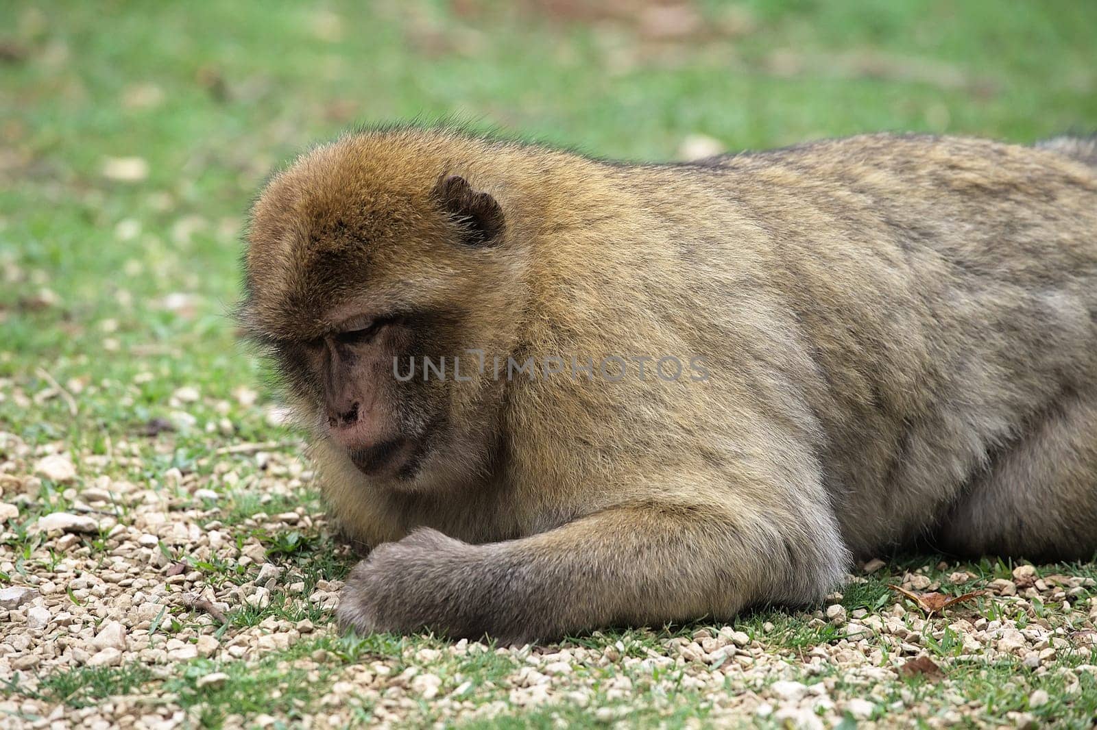 A Barbary macaque lounges peacefully on the grass, enjoying a tranquil moment in Monkey Forest park, France.