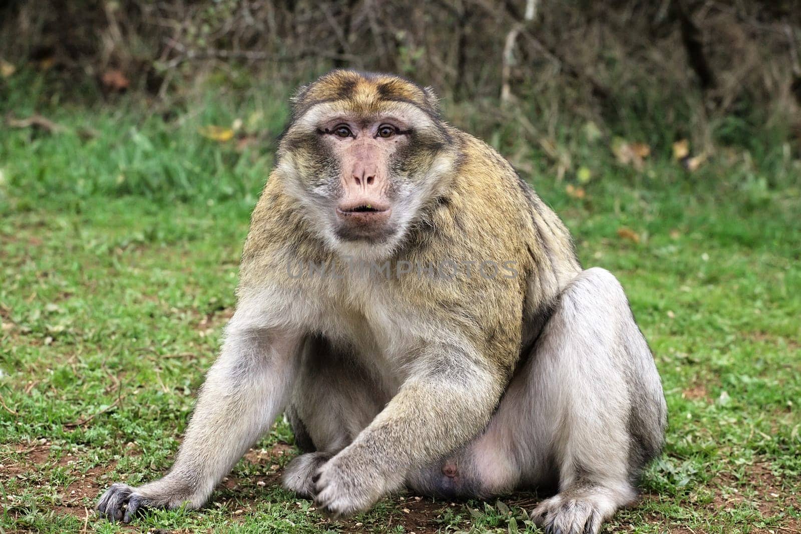 A Barbary macaque sitting on grass in Monkey Forest park.