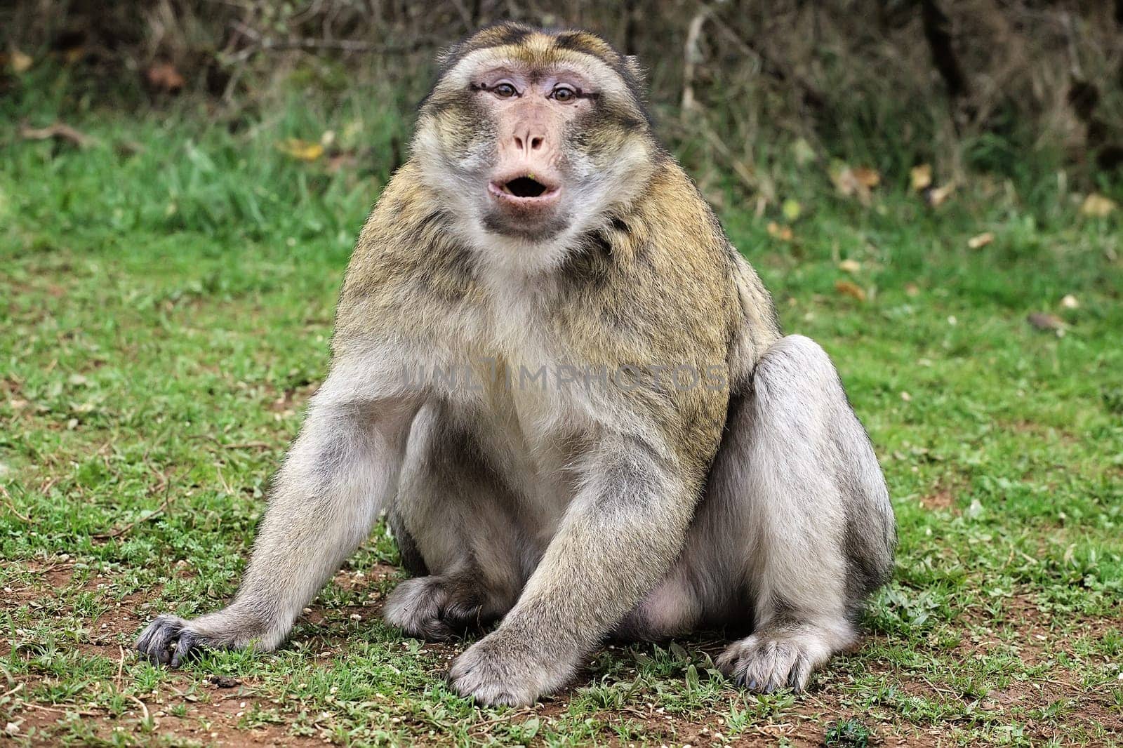 A Barbary macaque rests on a stone wall, enjoying the serene surroundings of Monkey Forest park in France.