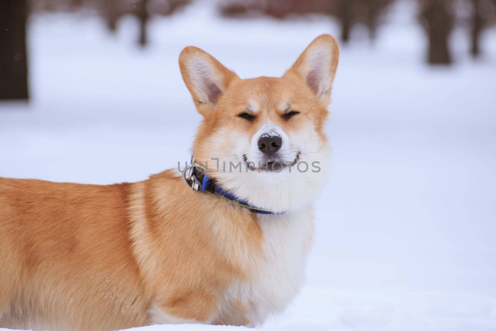 Red dog Welsh Corgi Pembroke breed on a walk in the winter in the park smiling