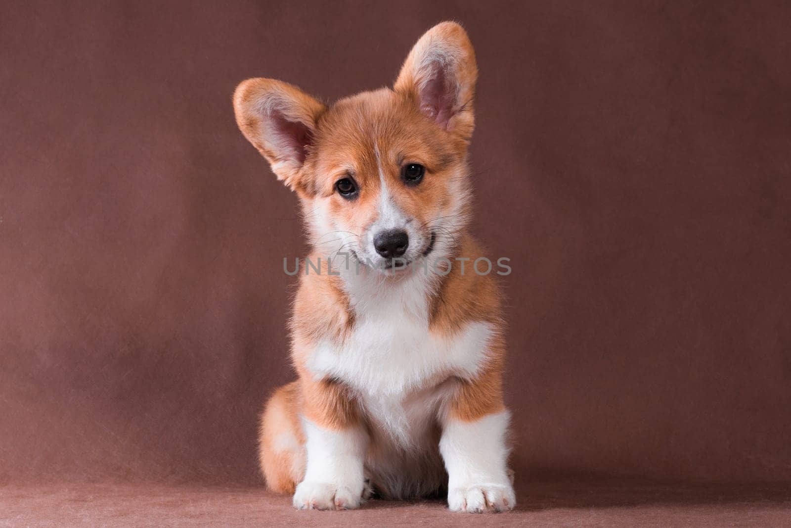 Welsh Corgi Pembroke small red dog sitting on a beige background and smiling