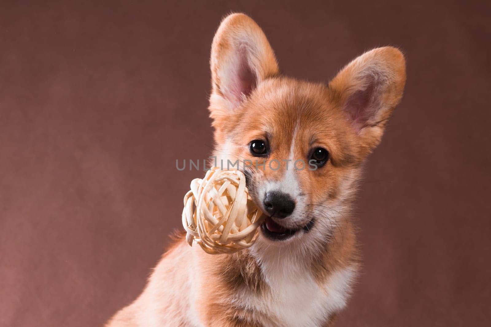A small red dog of the Welsh Corgi Pembroke breed holds a round braided ball in his teeth