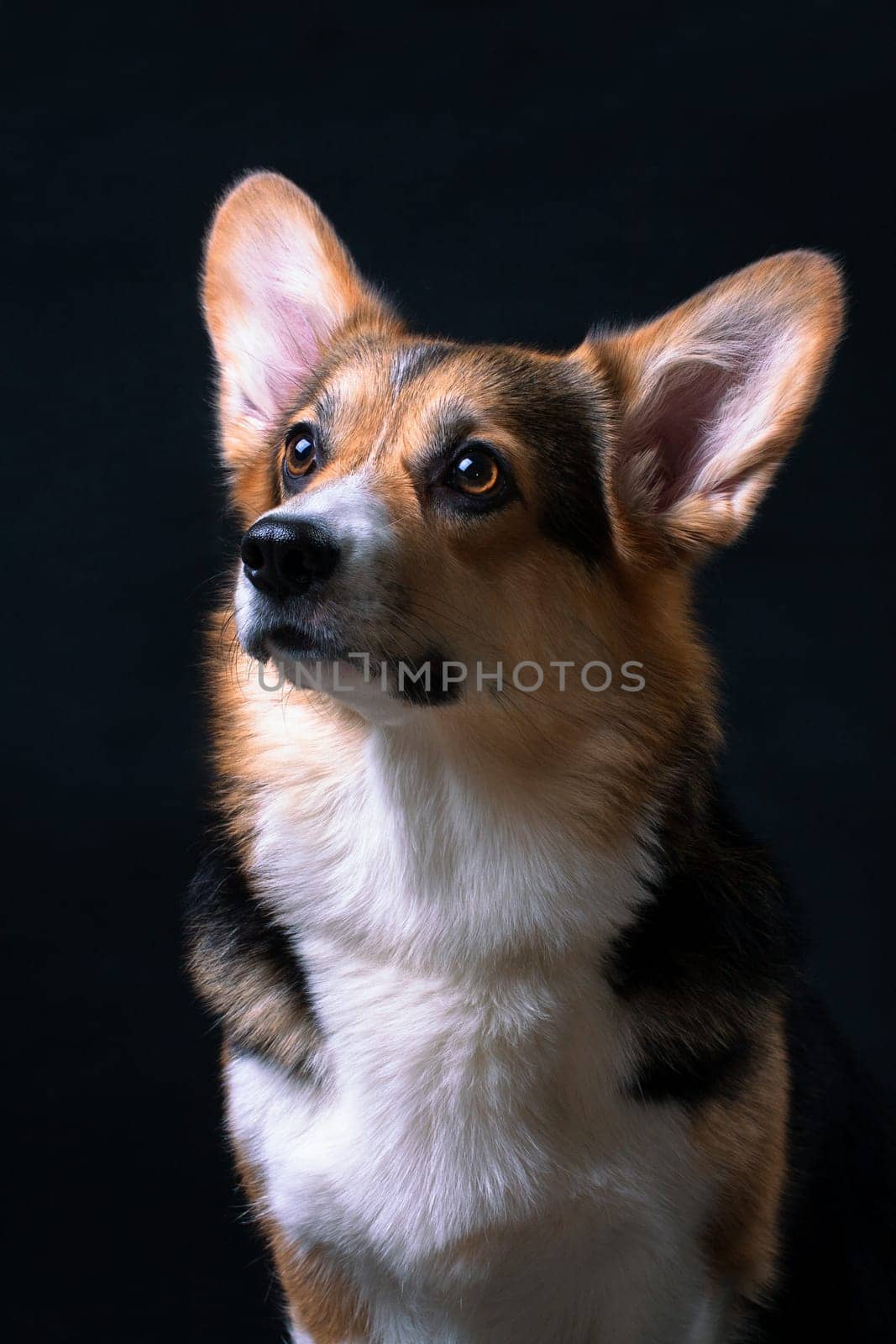 Portrait of red-white with black Welsh Corgi Pembroke dog on a black background