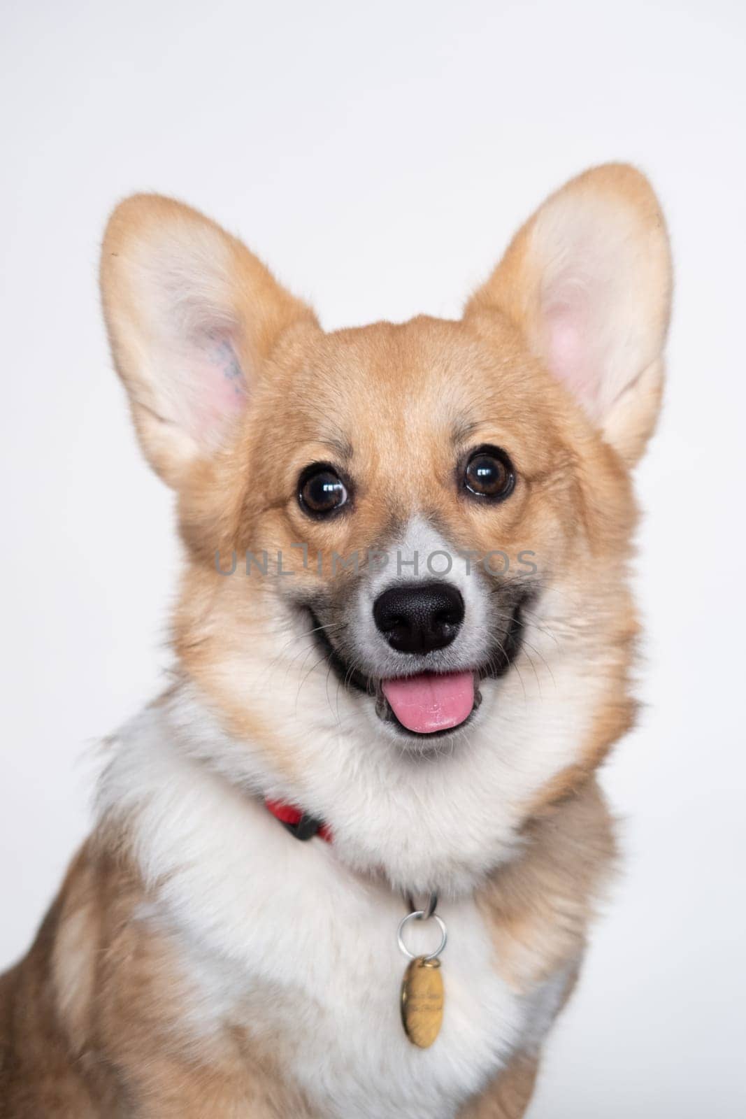 Pembroke Welsh Corgi Dog Puppy Portrait on White Background in Studio Indoor