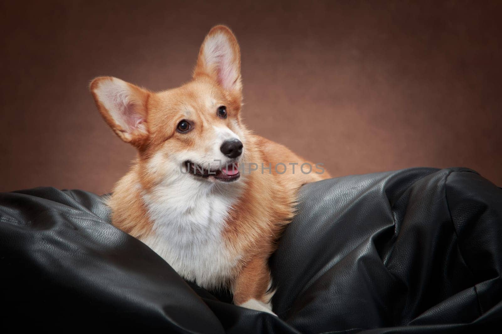 The red-white dog of the Welsh Corgi Pembroke breed lies on a black ottoman
