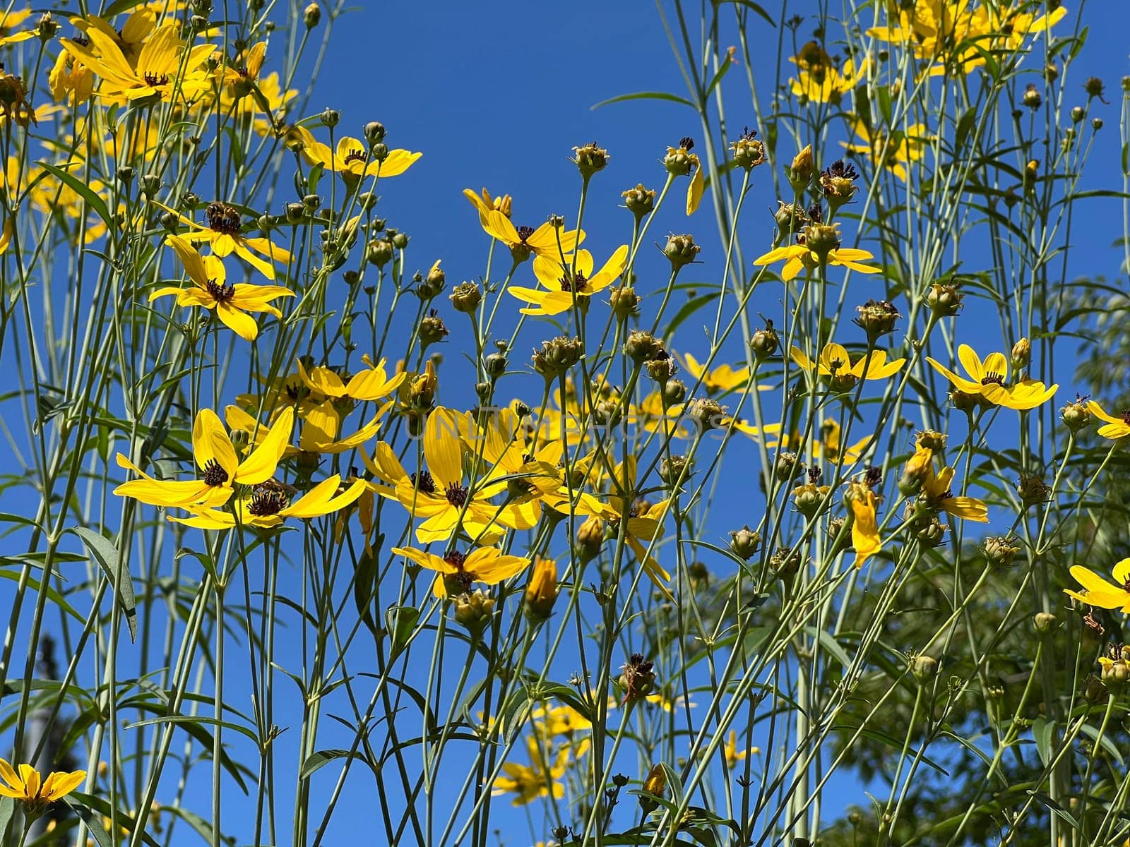 High beauty eye or maiden eye, Coreopsis tripteris is a richly flowering perennial with yellow flowers and is an asset to any garden