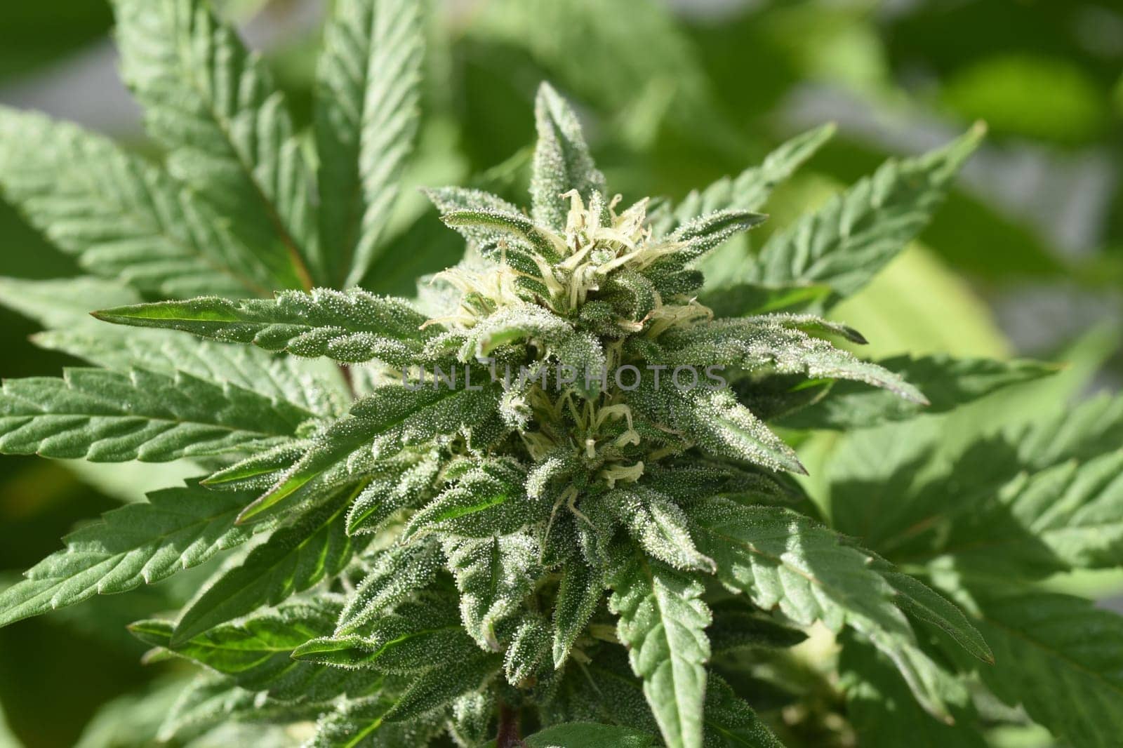 Hemp, Cannabis indica is a useful and medicinal plant.
