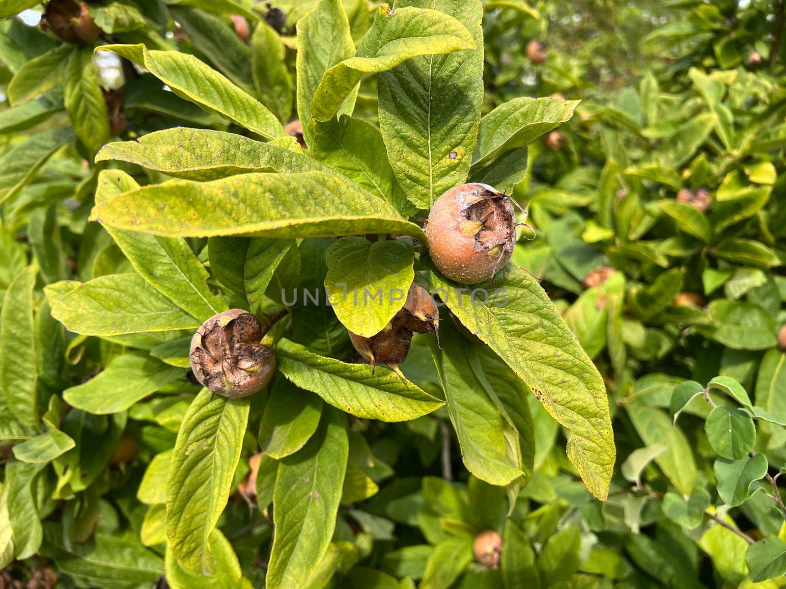 Medlar, Mespilus germanica, is a deciduous tree with a crooked stem and broad crown that bears edible fruit.