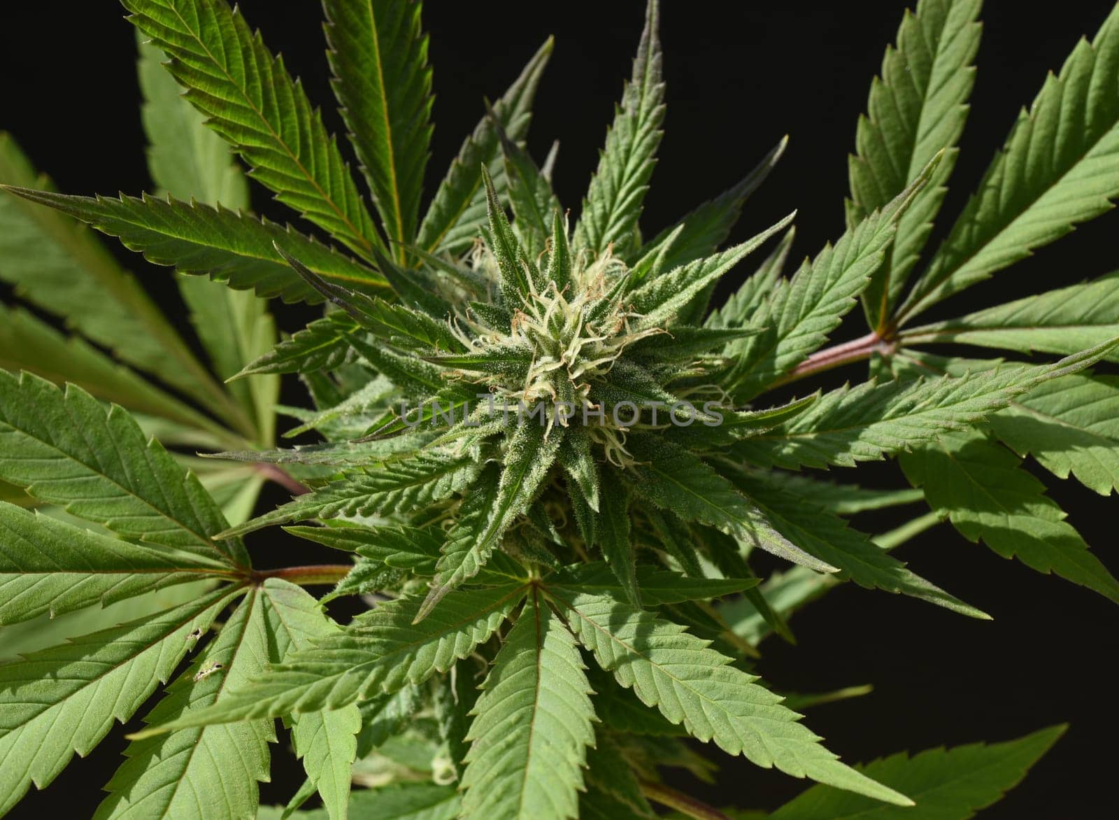 Hemp, Cannabis indica is a useful and medicinal plant.
