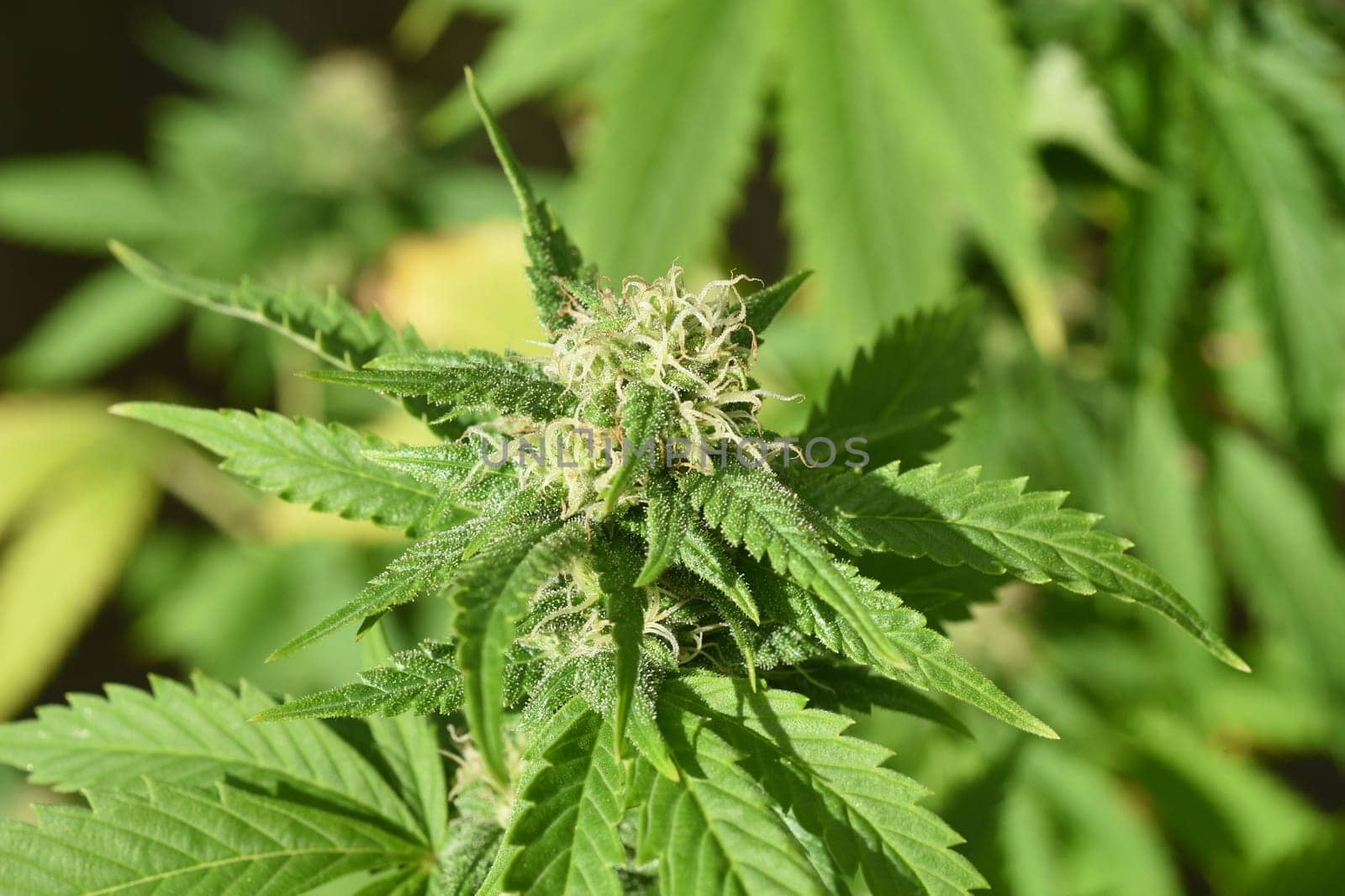 Hemp, Cannabis indica is a useful and medicinal plant.
