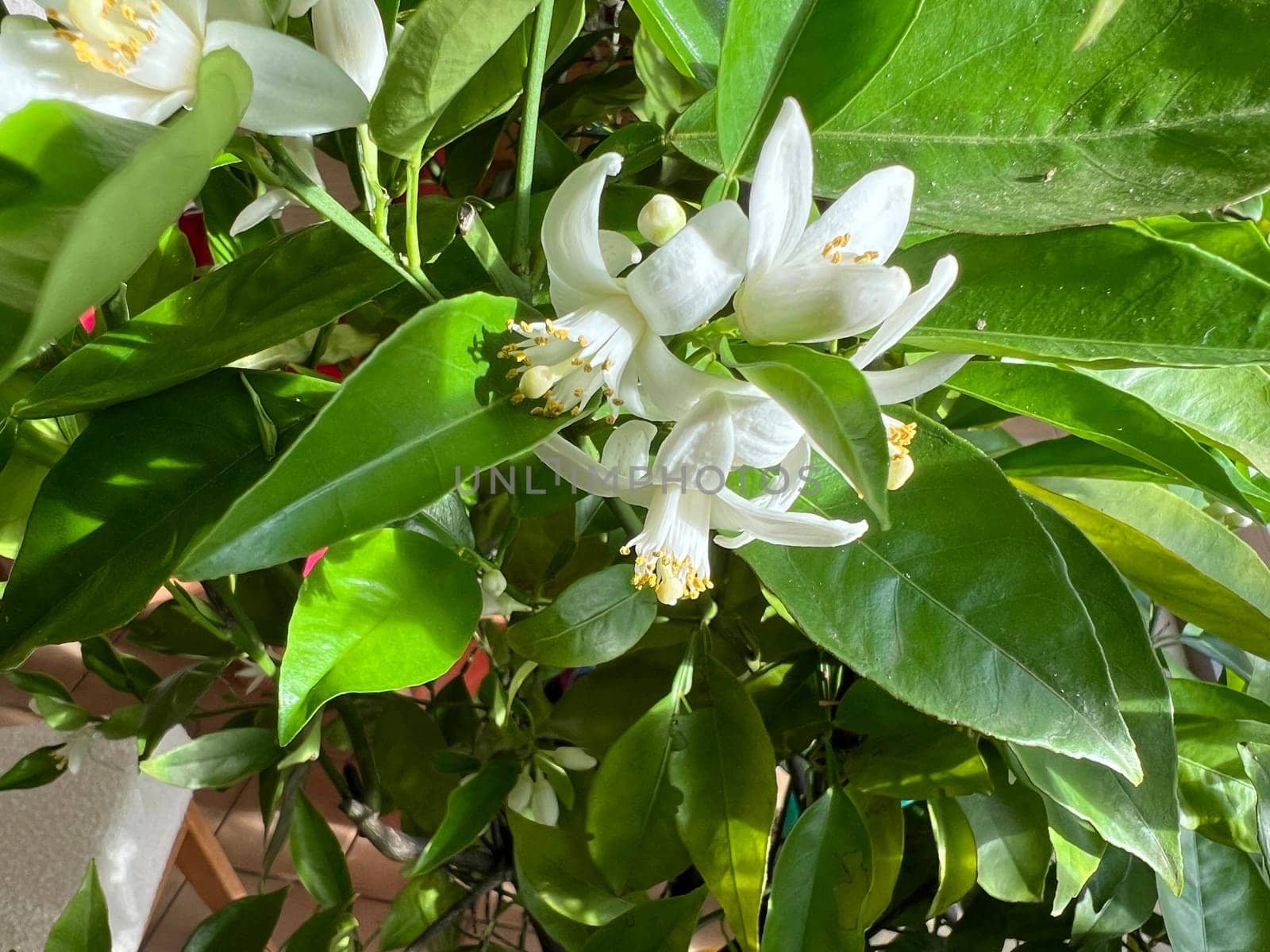 Orange, Citrus sinensis, is an exotic fruit that is also used as a fragrance when dried.