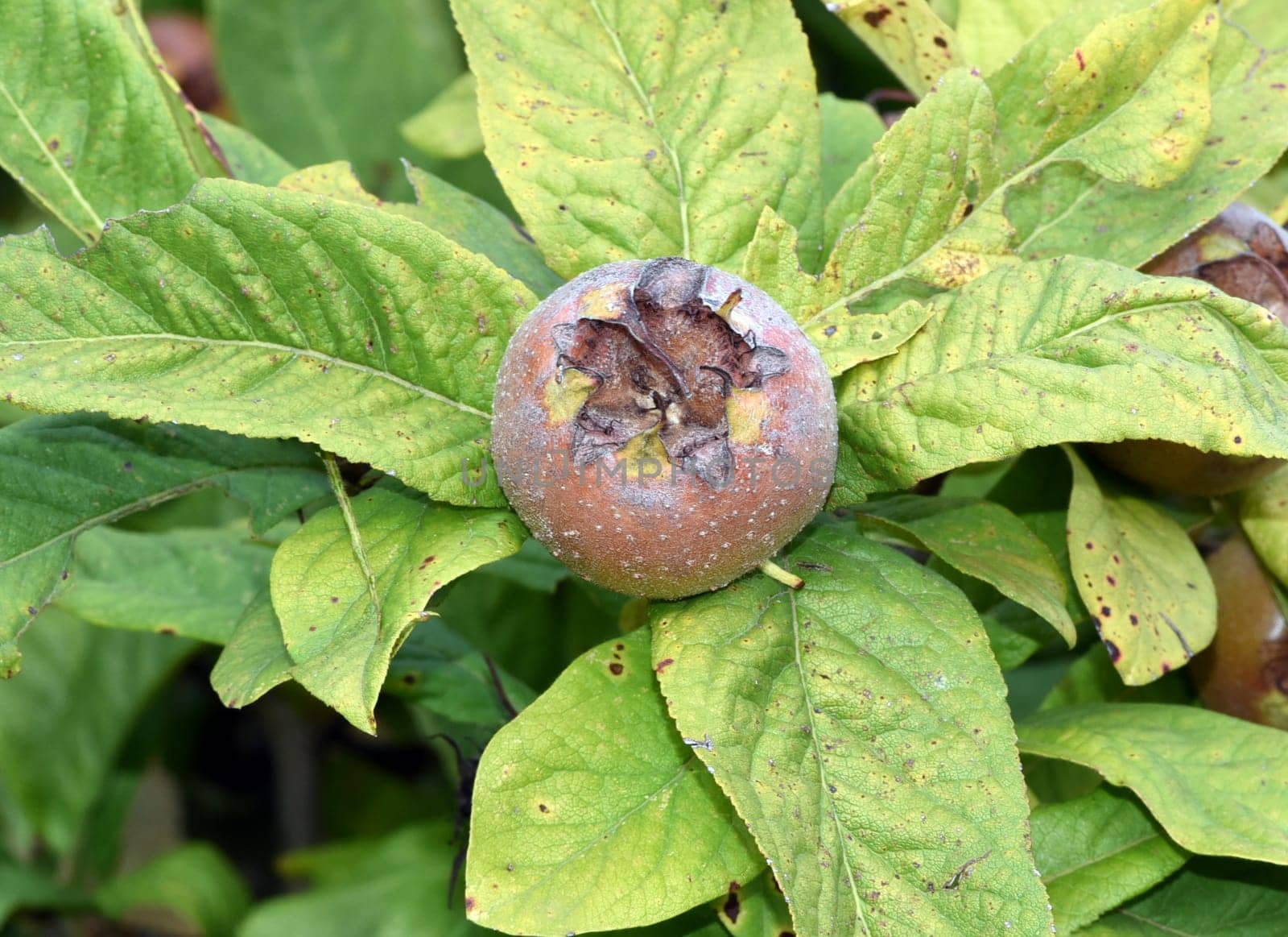 Medlar, Mespilus germanica, is a deciduous tree with a crooked stem and broad crown that bears edible fruit.