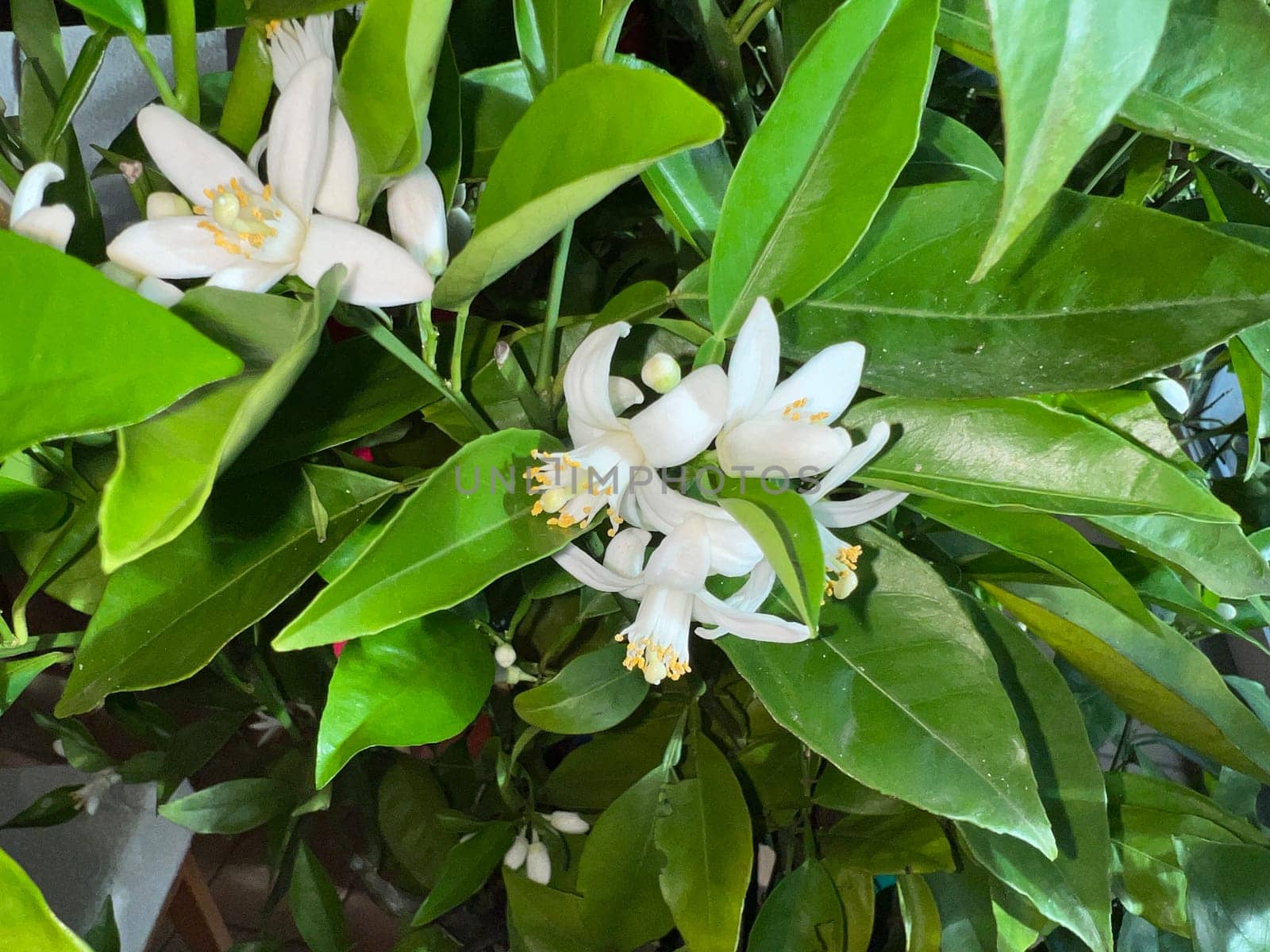 Orange, Citrus sinensis, is an exotic fruit that is also used as a fragrance when dried.