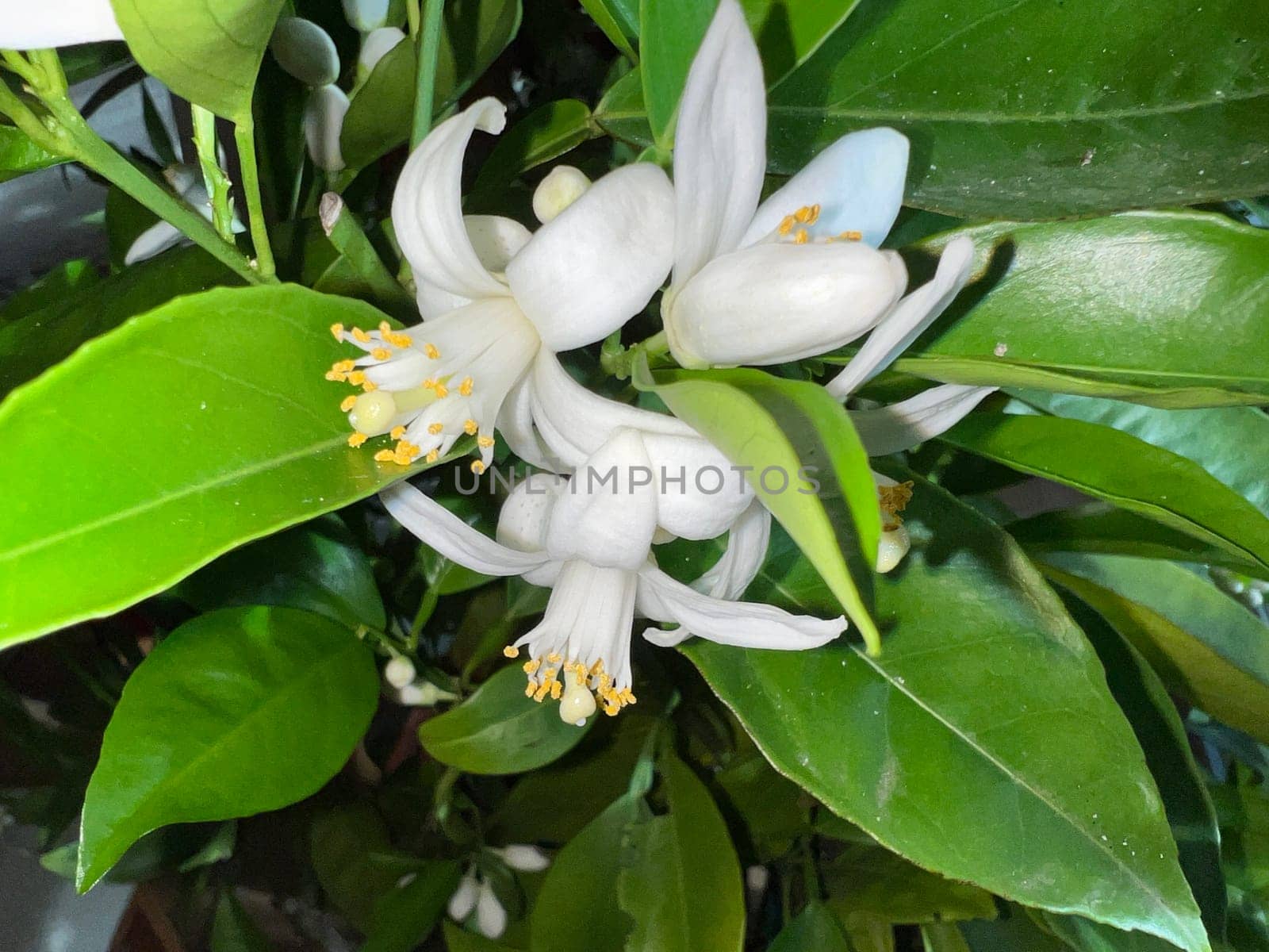 Orange, Citrus sinensis, is an exotic fruit that is also used as a fragrance when dried.