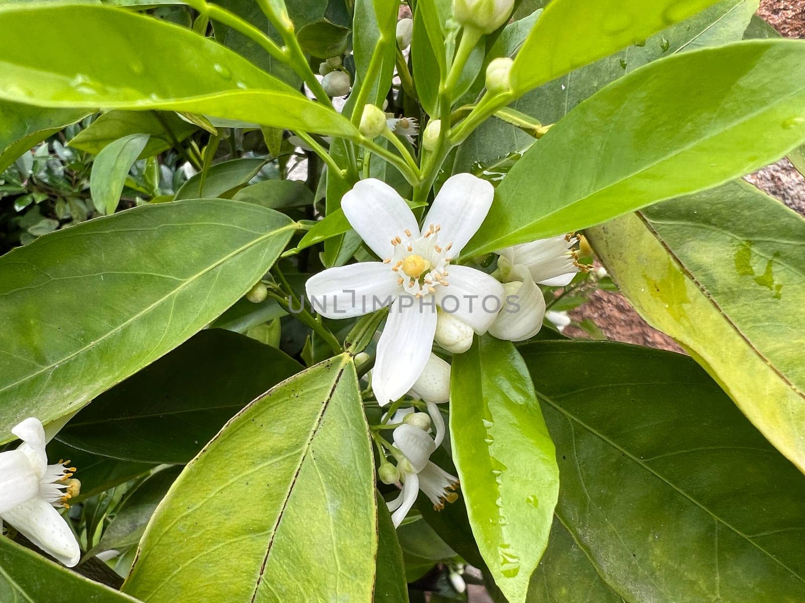 Orange, Citrus sinensis, is an exotic fruit that is also used as a fragrance when dried.