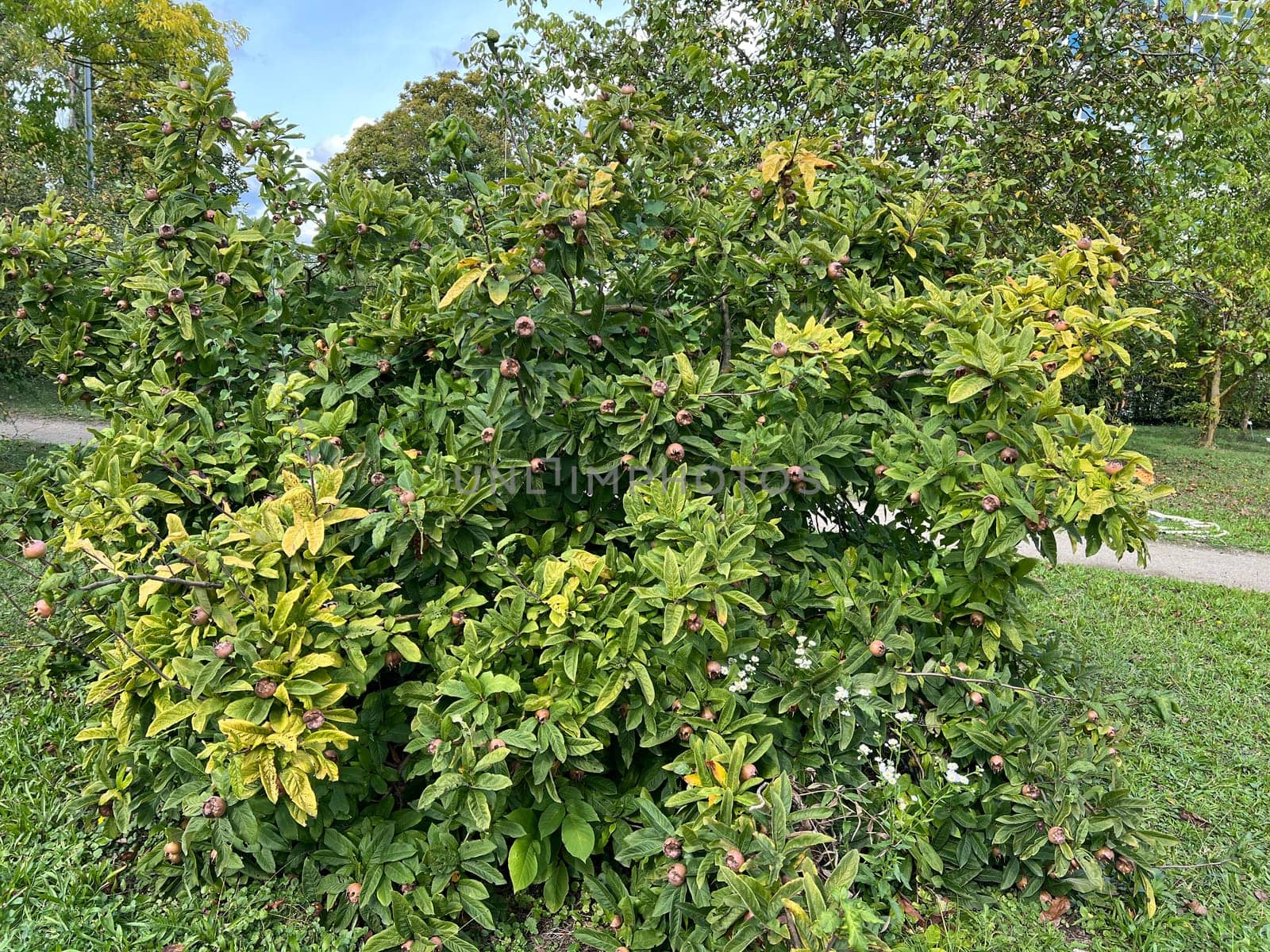 Medlar, Mespilus germanica, is a deciduous tree with a crooked stem and broad crown that bears edible fruit.