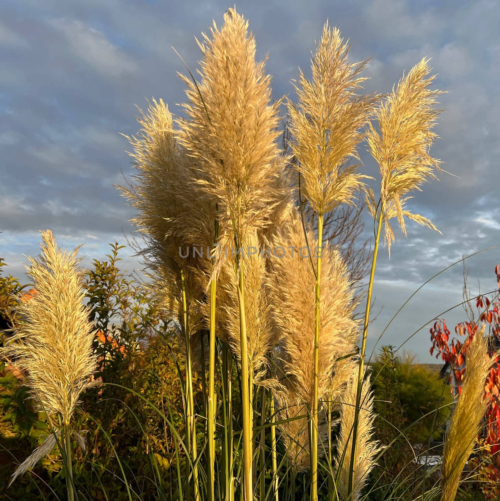 Pampas grass, Cortaderia selloana, is a type of grass with long attractive fronds in autumn.