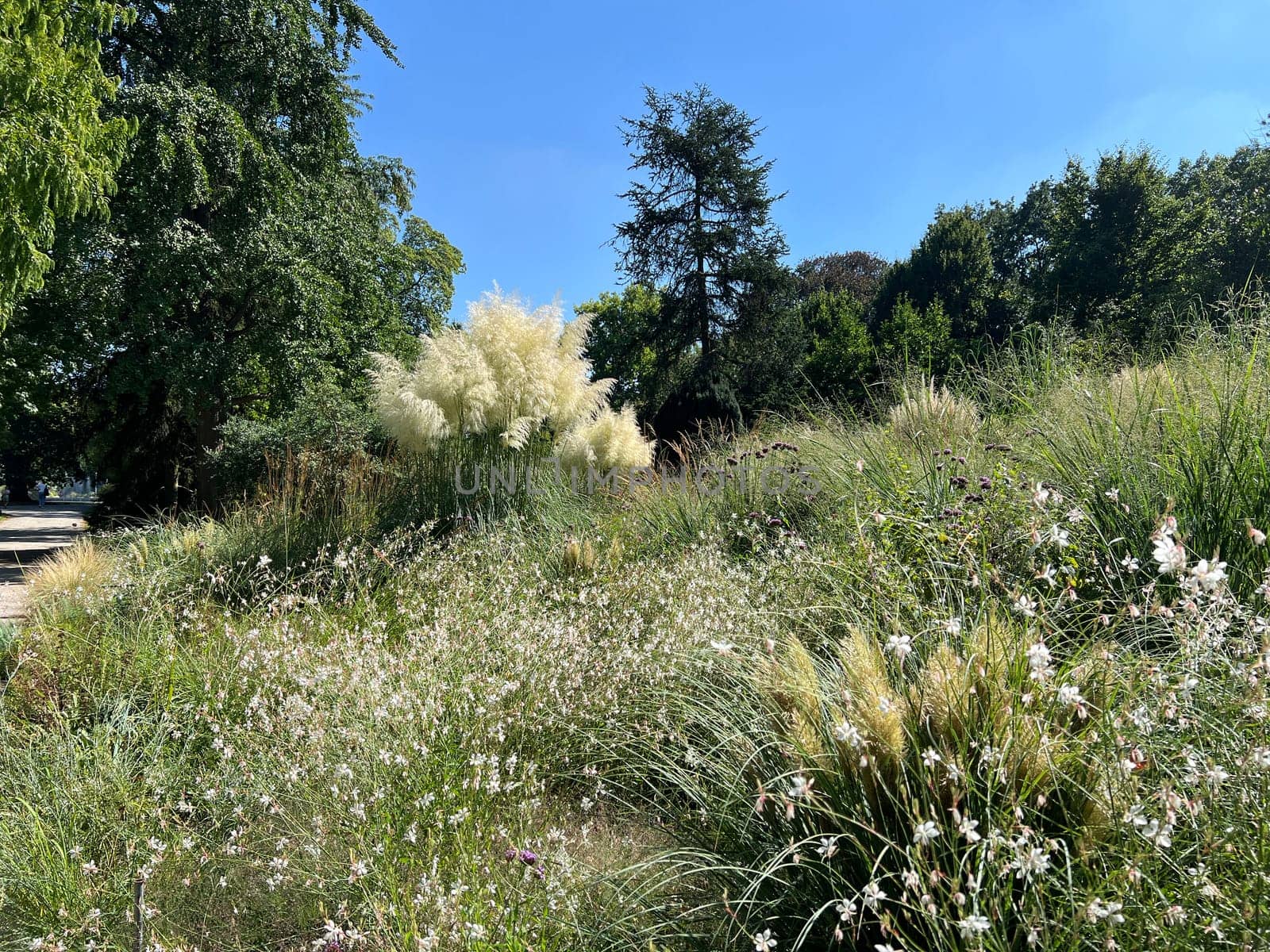 Pampas grass, Cortaderia selloana, is a type of grass with long attractive fronds in autumn.
