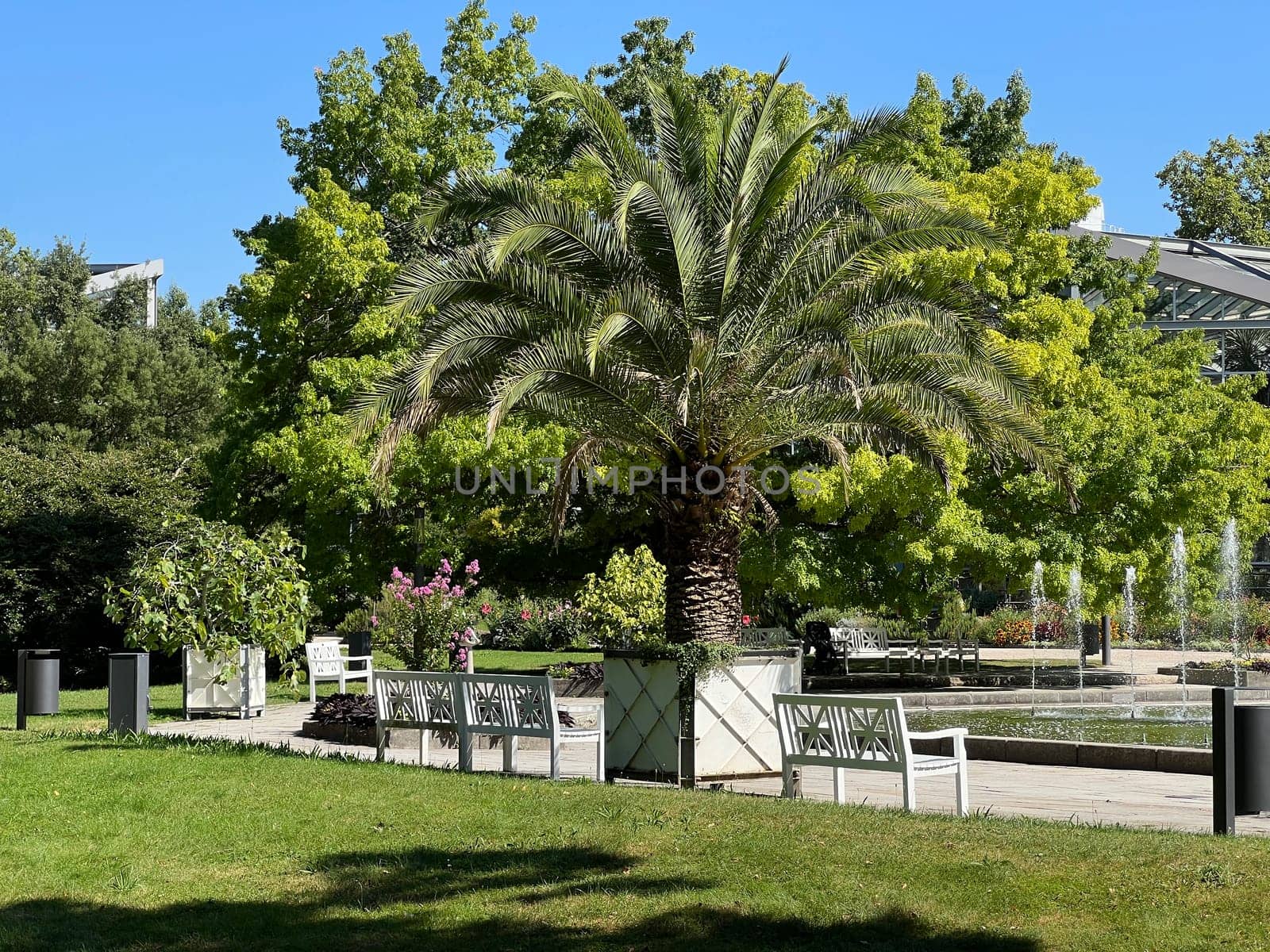 Phoenix palm, Phoenix canariensis, is a decorative palm that is also often used as a pot plant.