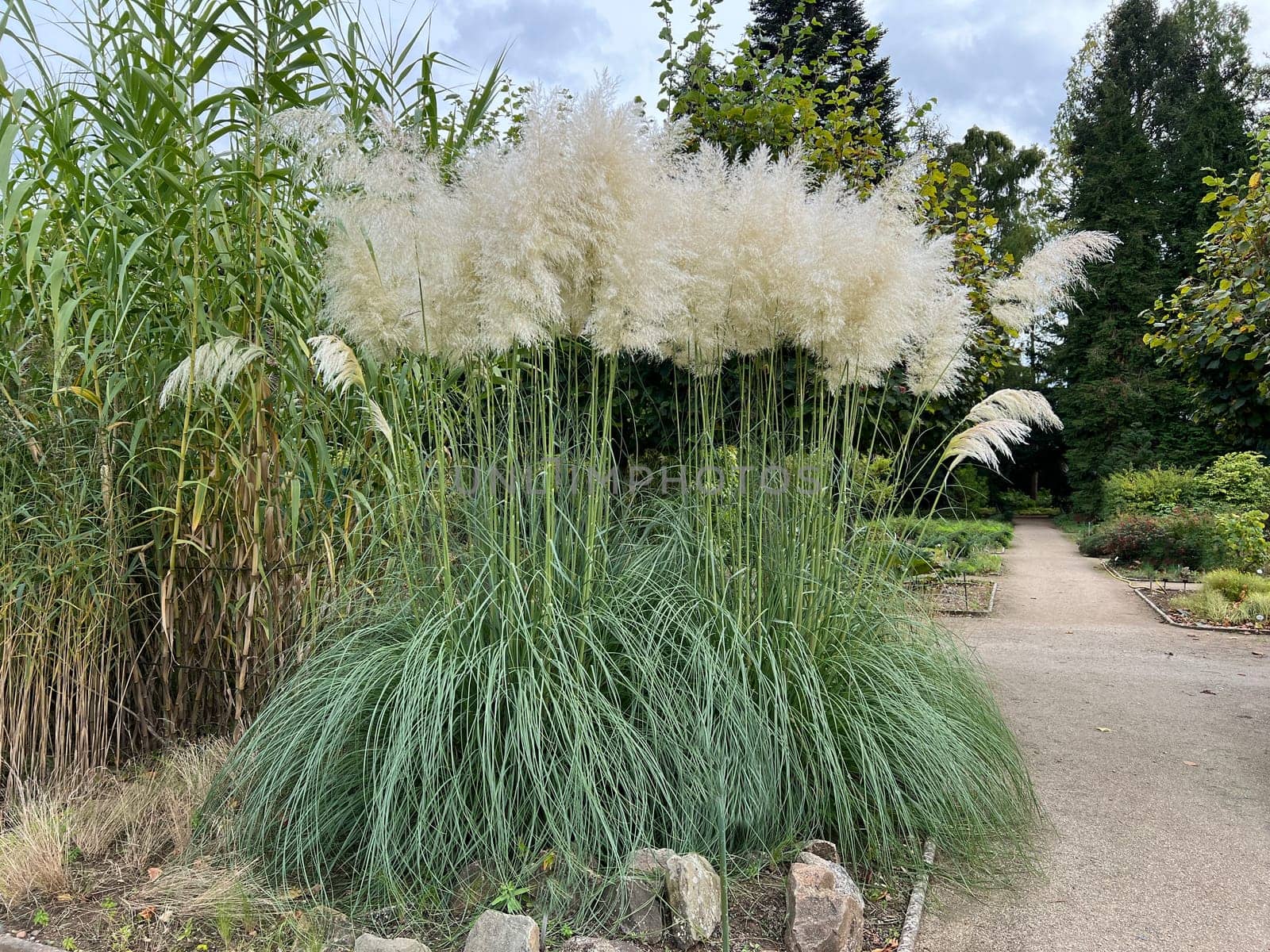 Pampas grass, Cortaderia selloana, is a type of grass with long attractive fronds in autumn.