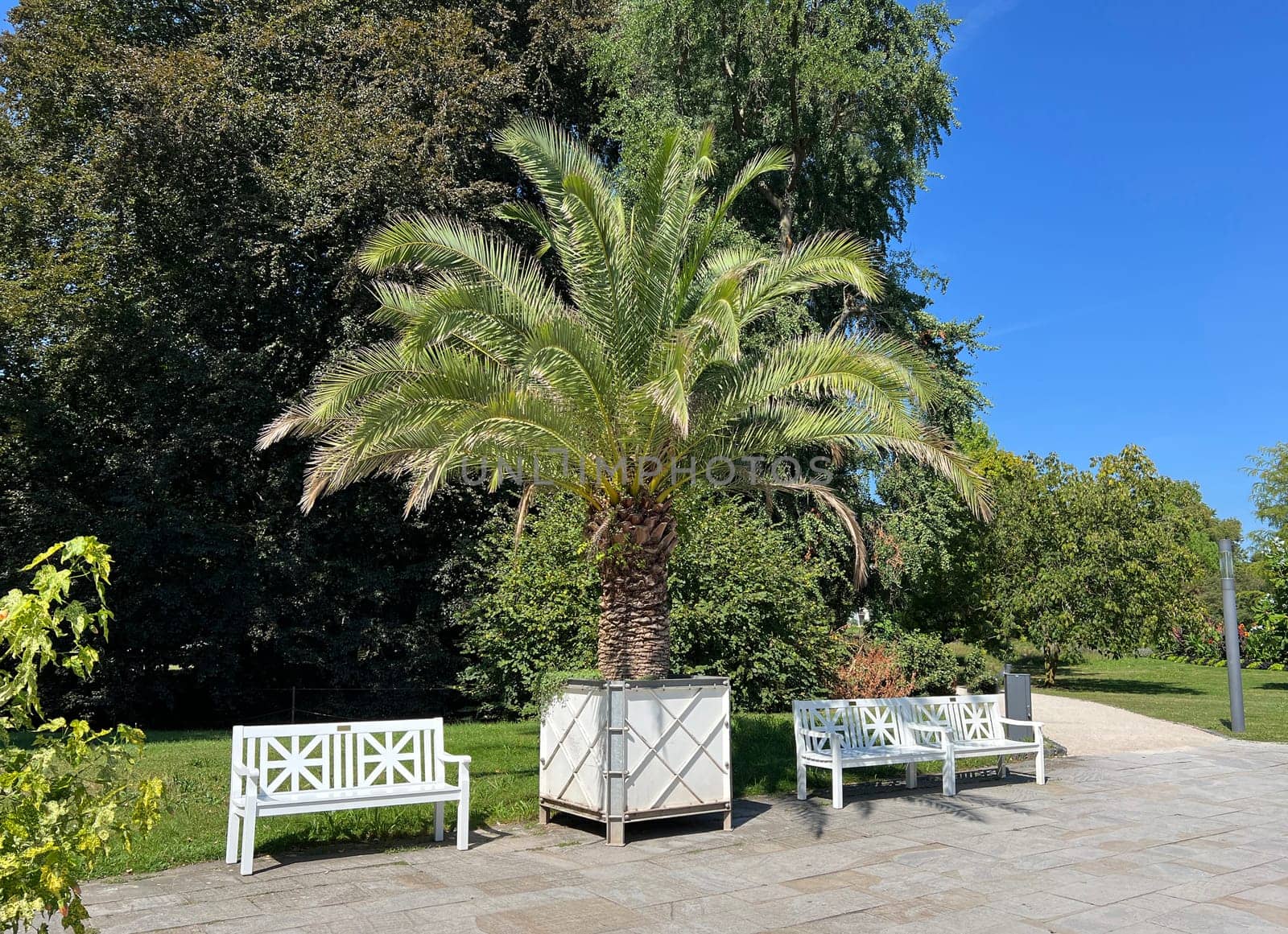Phoenix palm, Phoenix canariensis, is a decorative palm that is also often used as a pot plant.