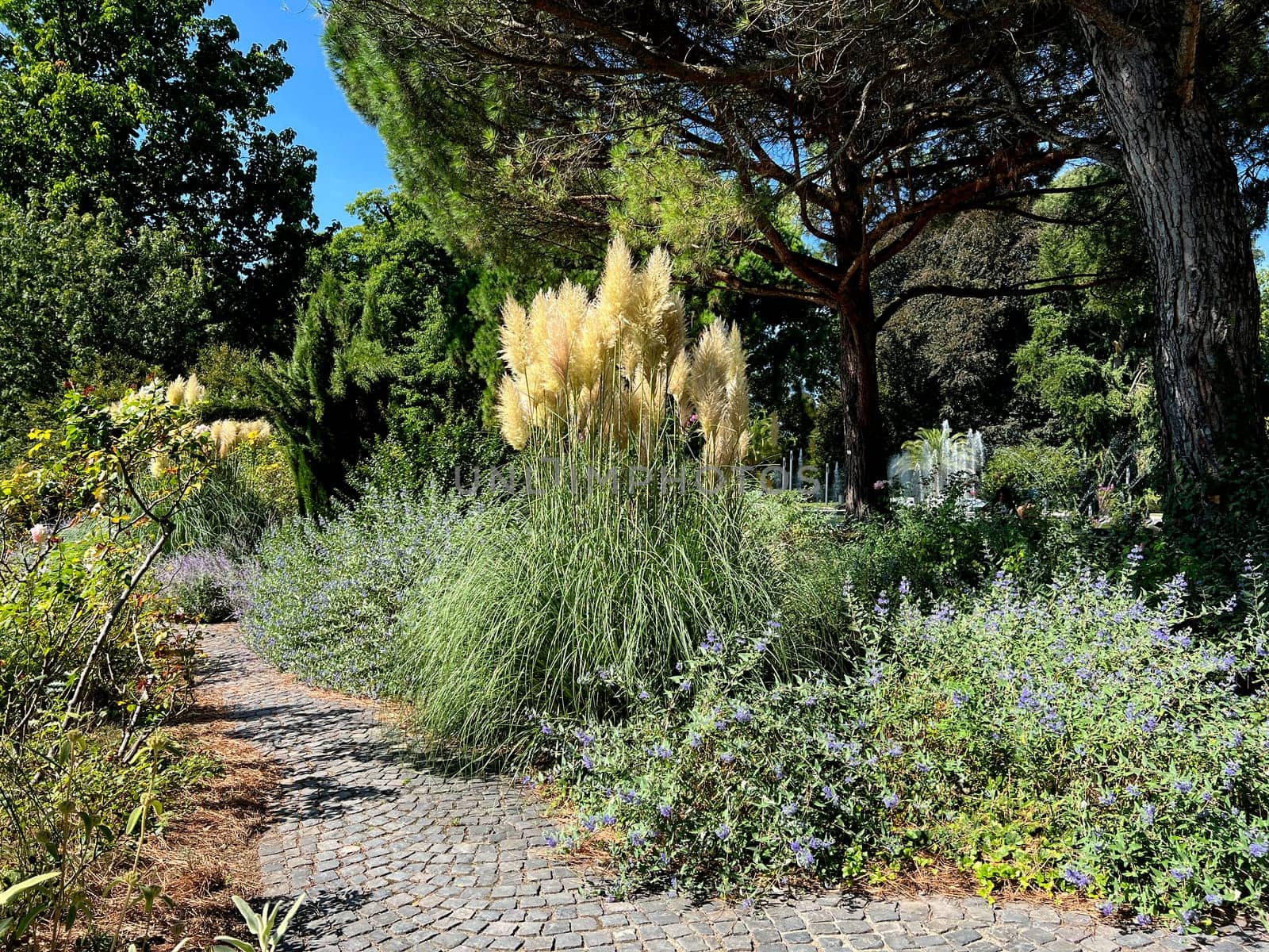 Pampas grass, Cortaderia selloana, is a type of grass with long attractive fronds in autumn.