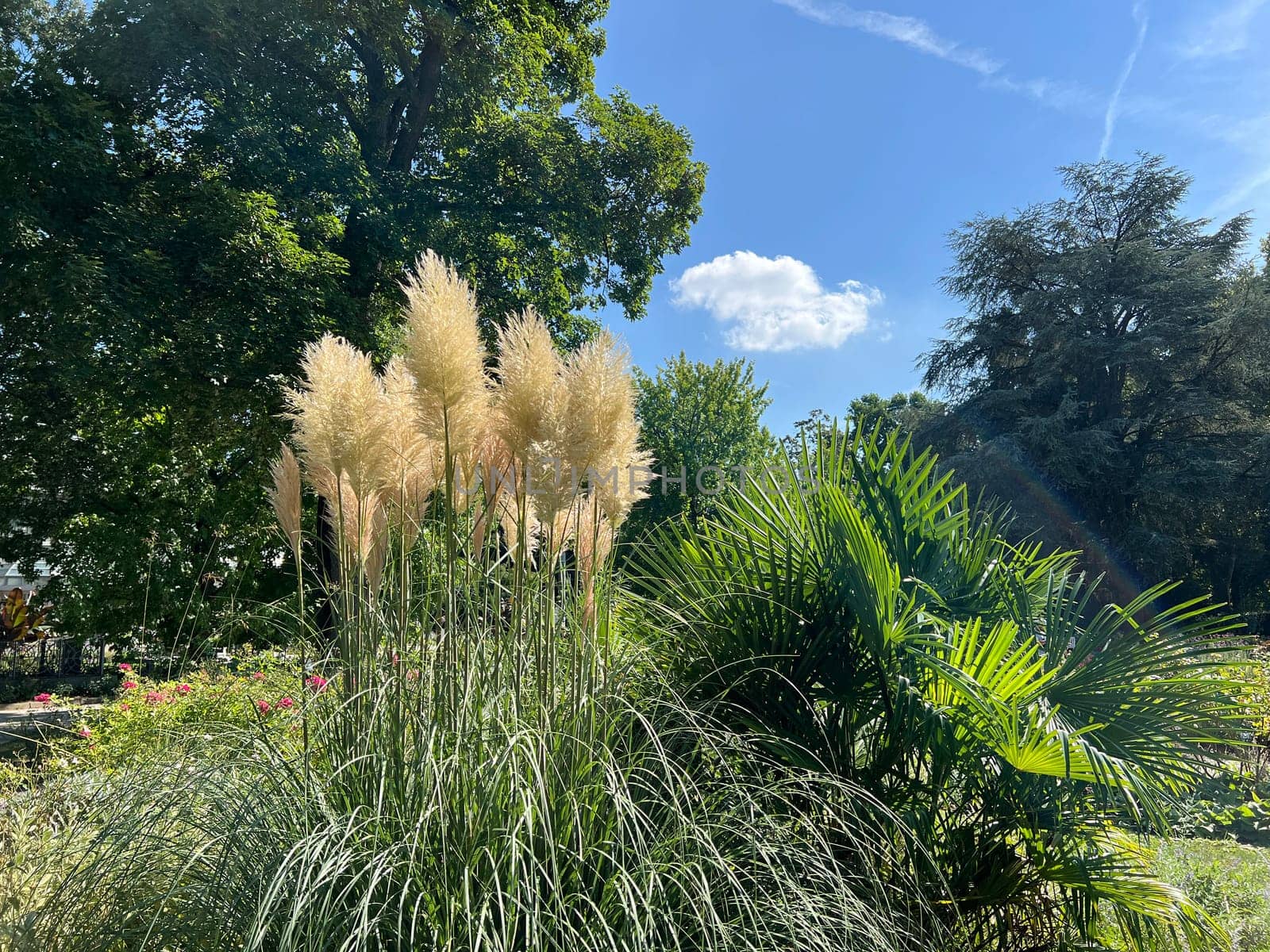 Pampas grass, Cortaderia selloana, is a type of grass with long attractive fronds in autumn.