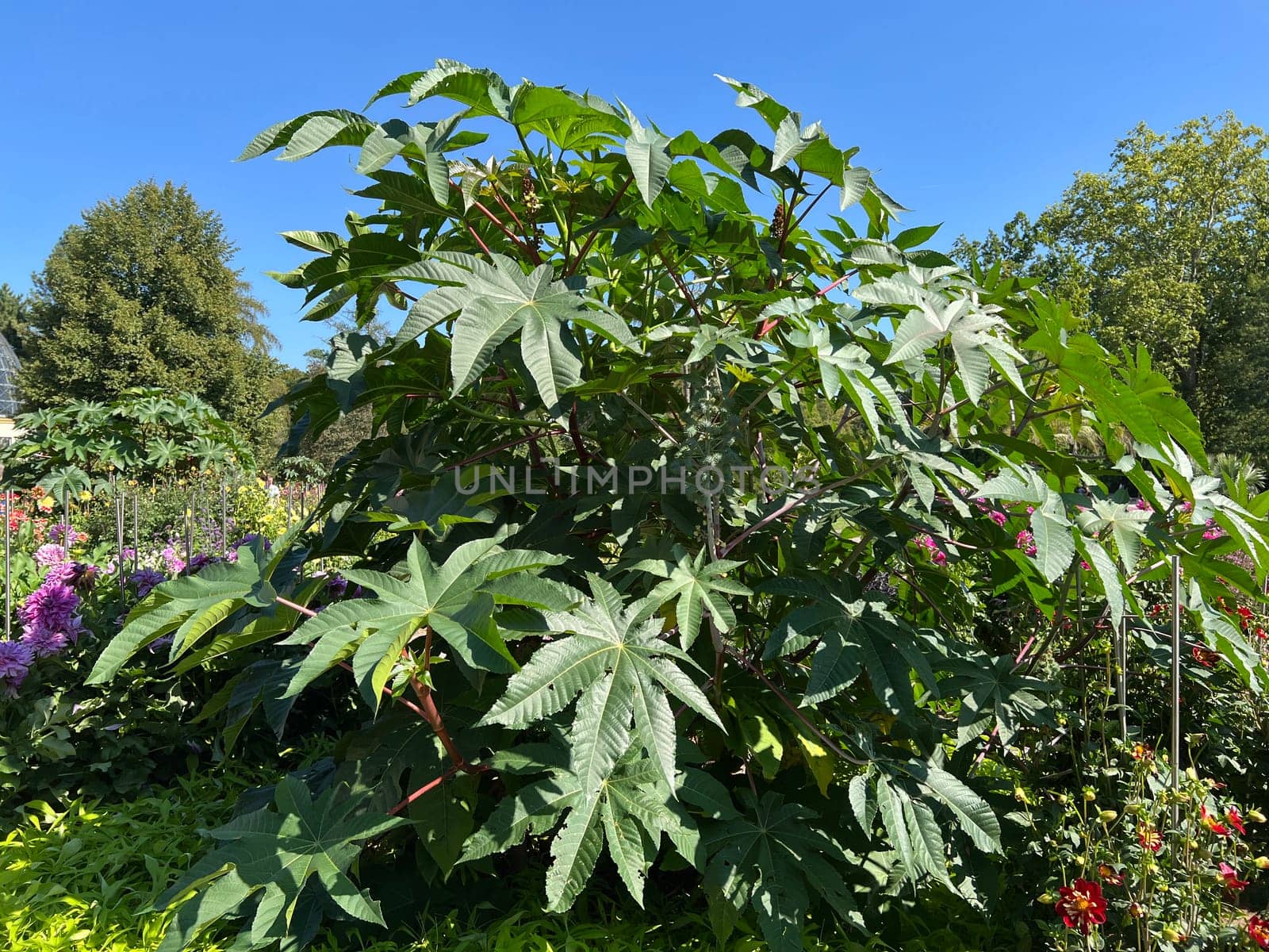 Castor oil, Ricinus communis, is a poisonous and medicinal plant with red flowers and poisonous beans.
