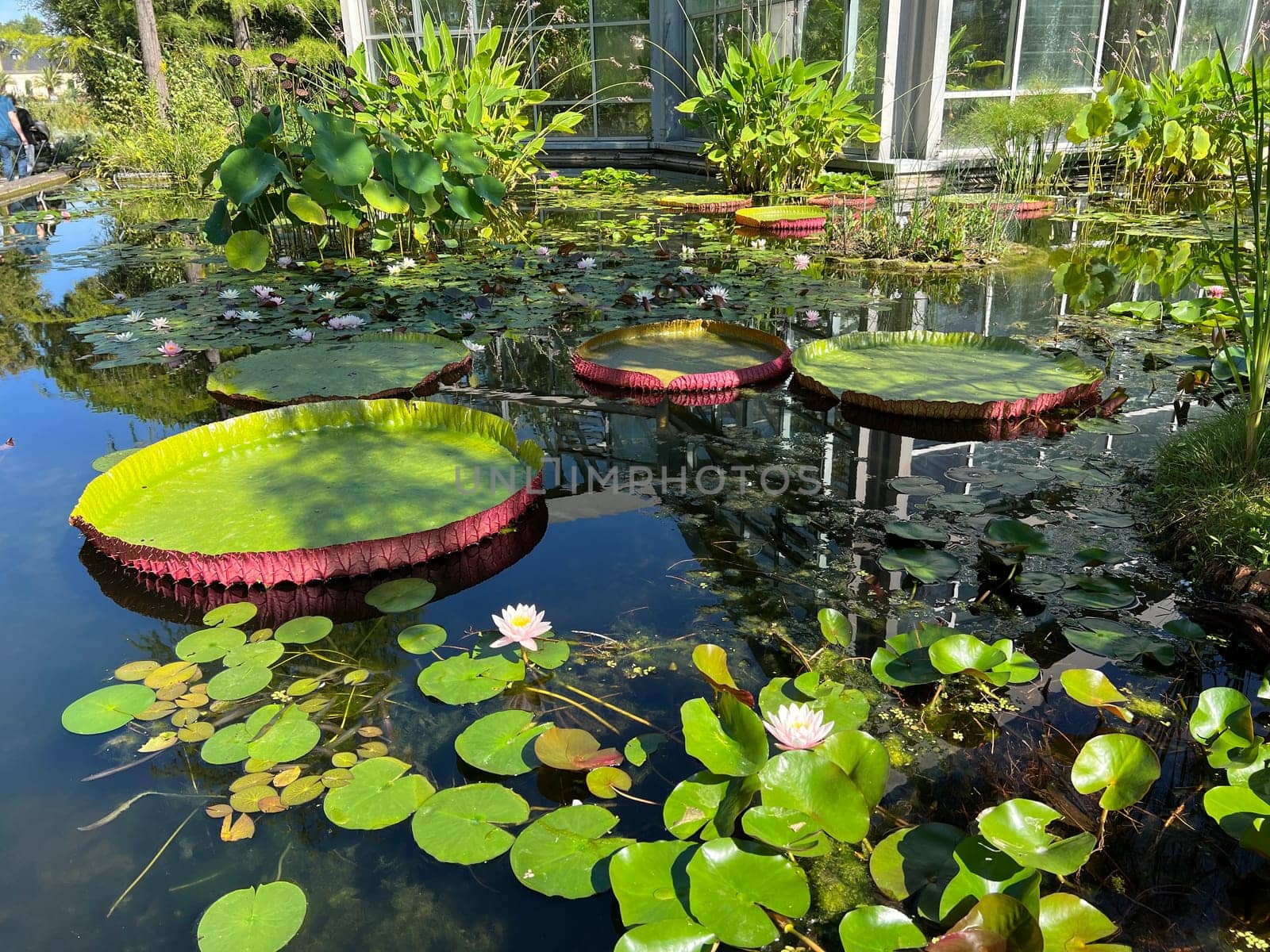 Water lilies in a garden with their beautiful flowers and leaves are a must.

