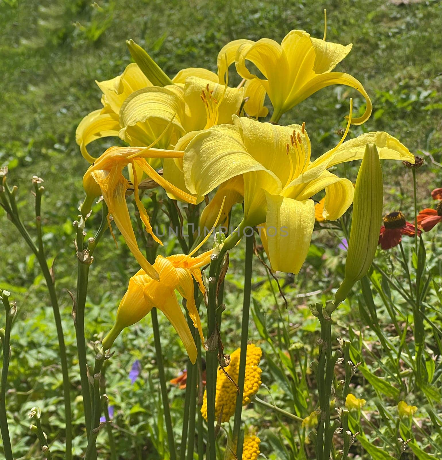 Daylily, Hemerocallis, is a beautiful summer flower with partly yellow, red or orange flowers