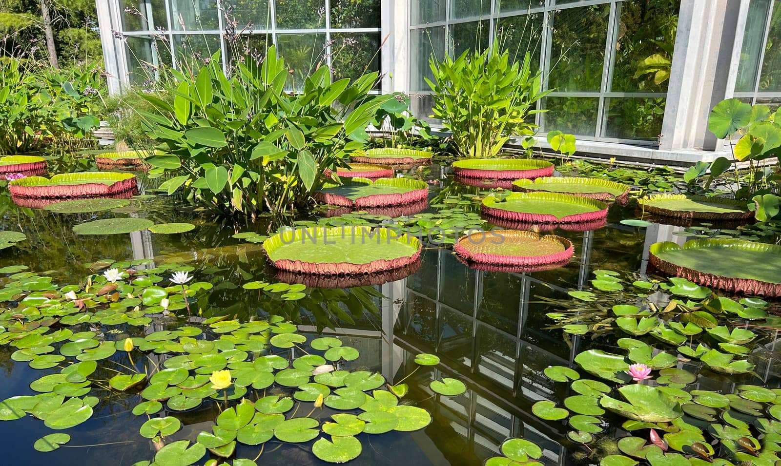 Water lilies in a garden with their beautiful flowers and leaves are a must.

