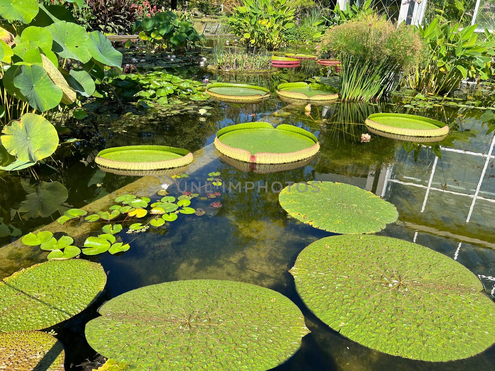 Water lilies in a garden with their beautiful flowers and leaves are a must.

