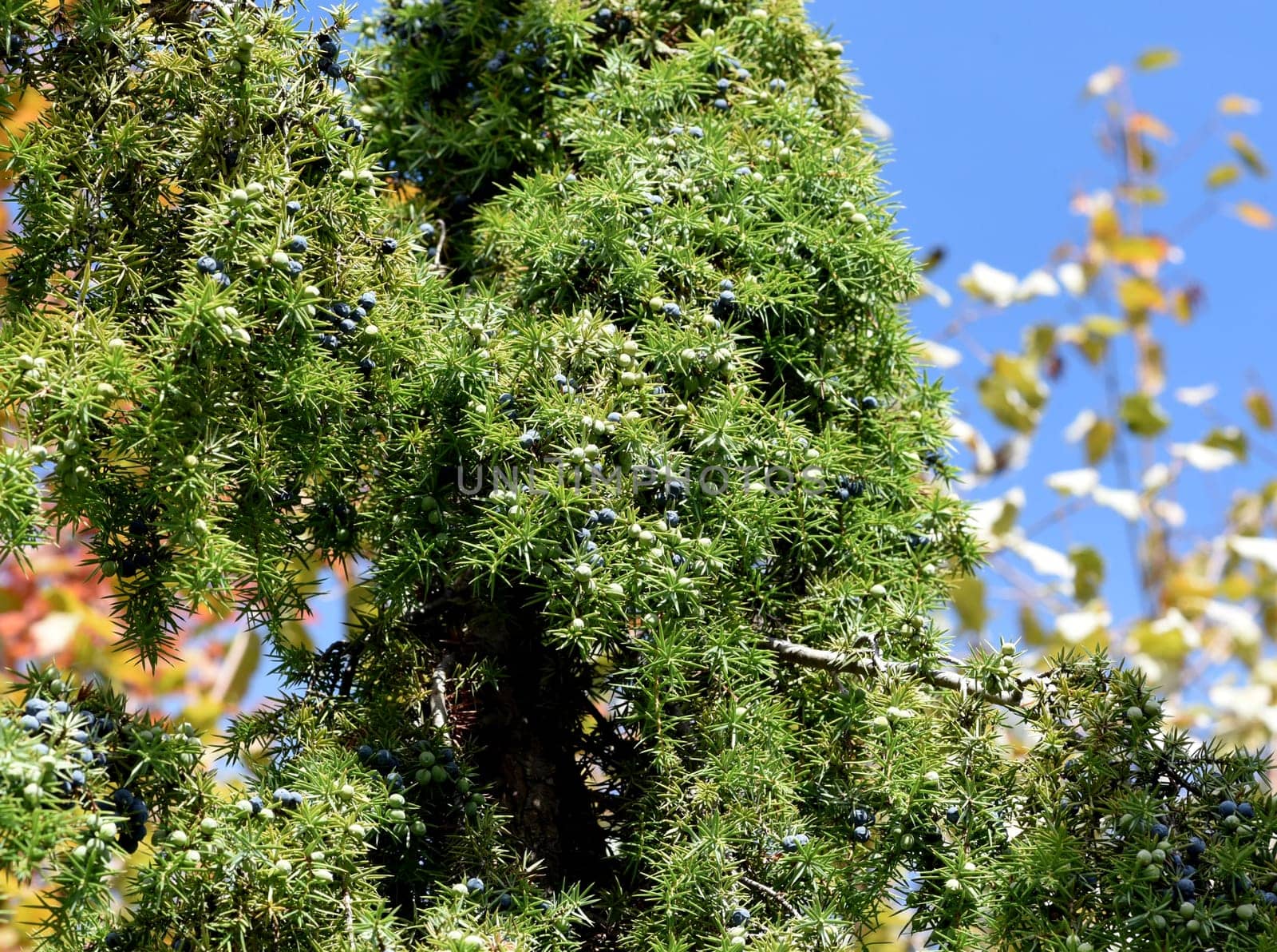 Juniper, Juniperis communis, is a shrub with blue fruits that is used as a medicinal plant and as a spice