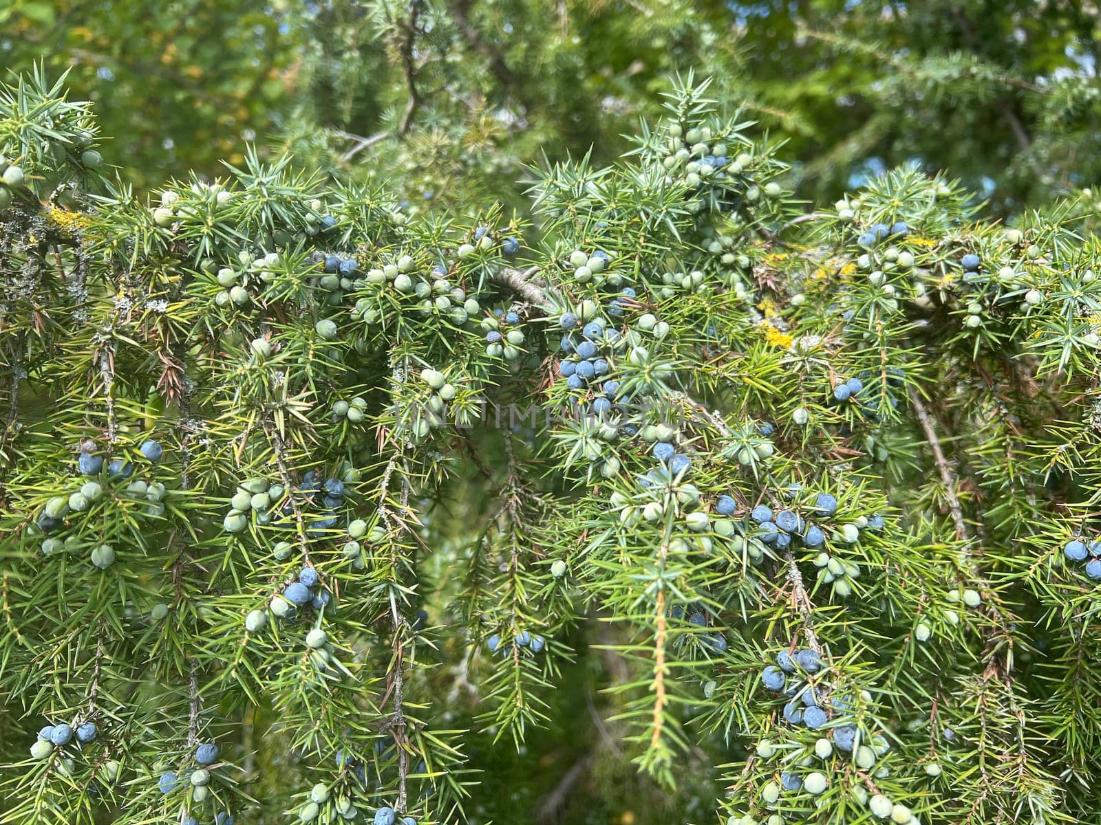 Juniper, Juniperis communis, is a shrub with blue fruits that is used as a medicinal plant and as a spice