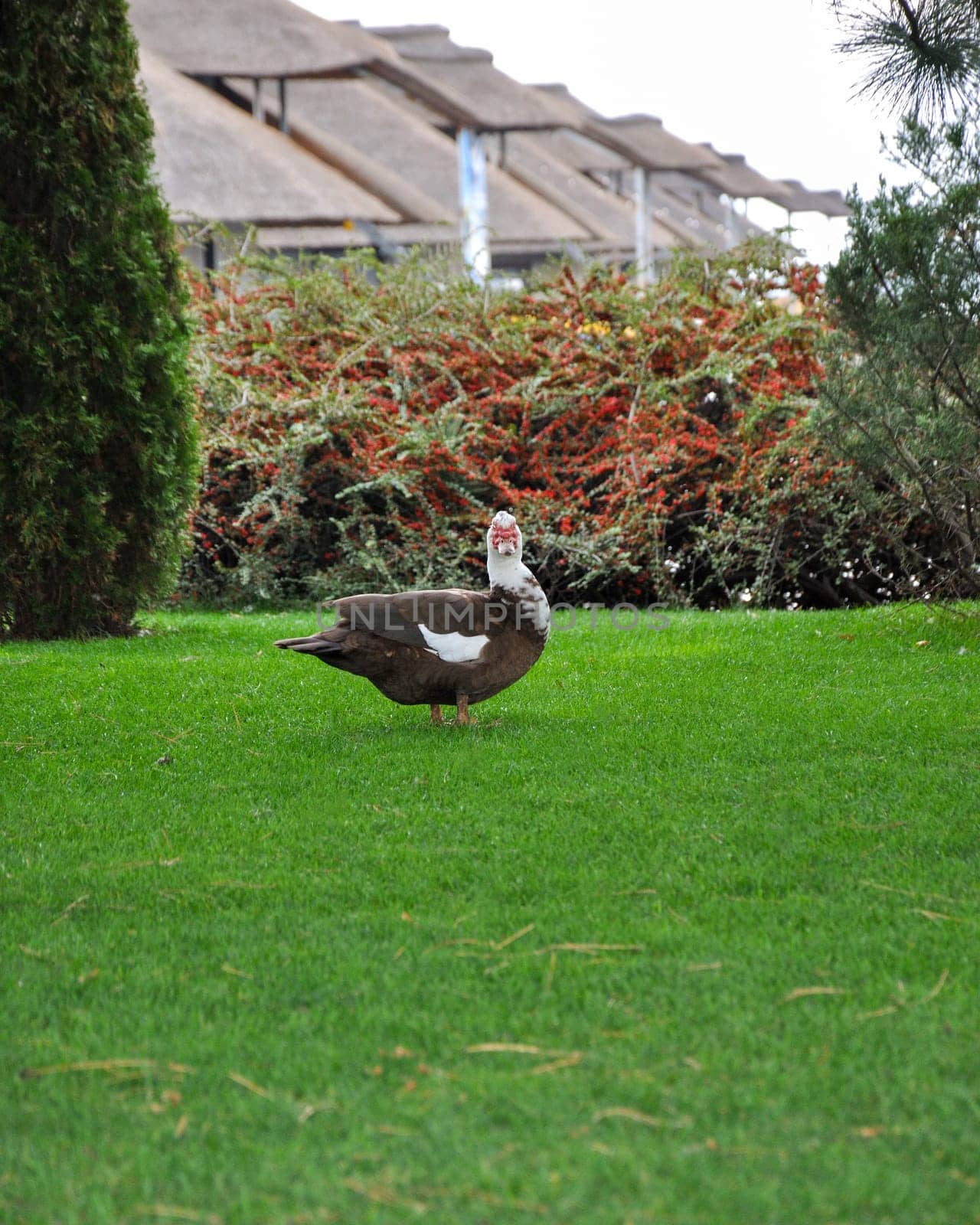 The musk gull has spotted plumage with a distinctive red fleshy growth around the eyes and beak and forages outdoors in the park.