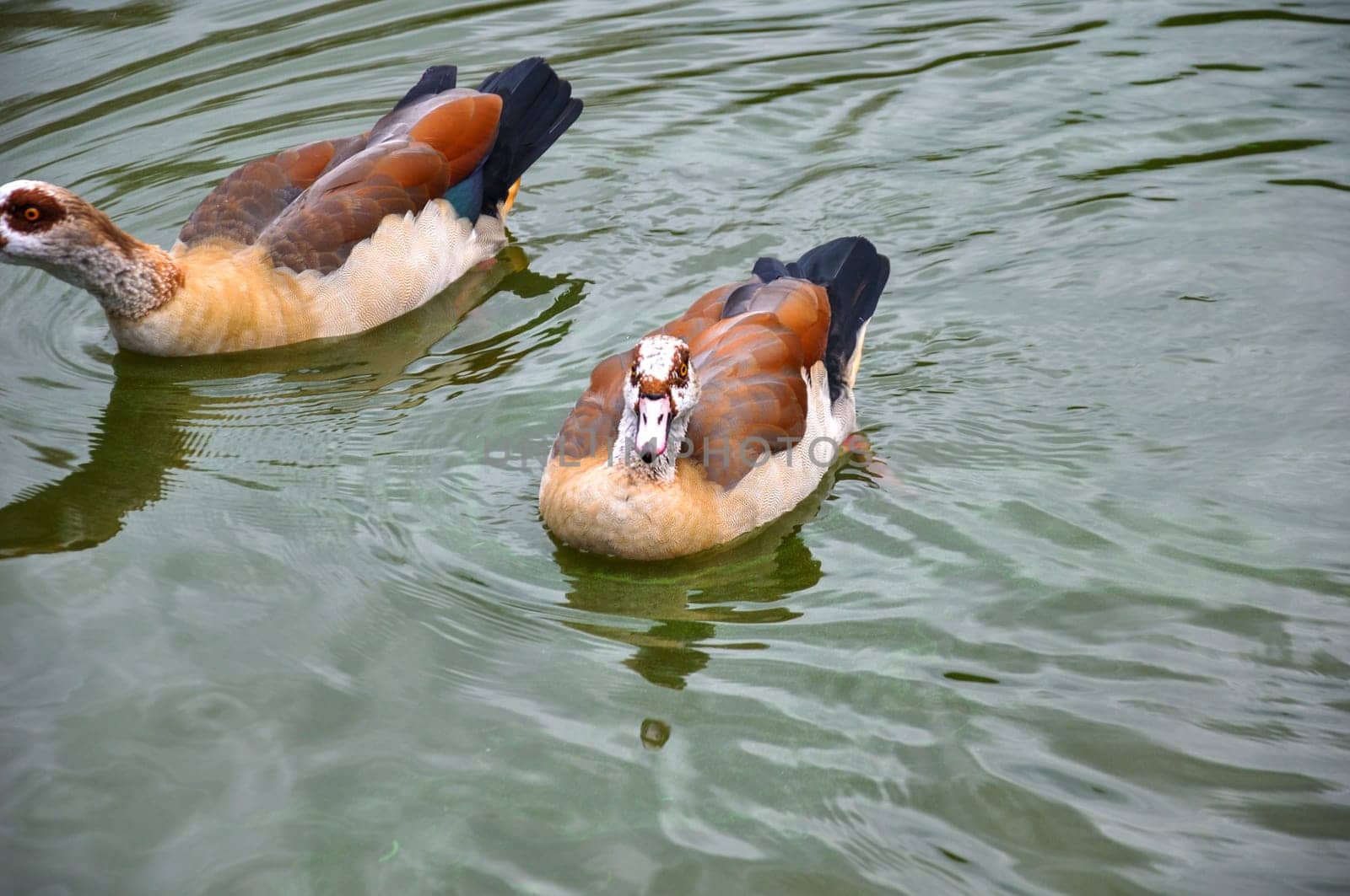 A pair of Egyptian Nile geese, Alopochen aegyptiaca, swim in a pond in the park