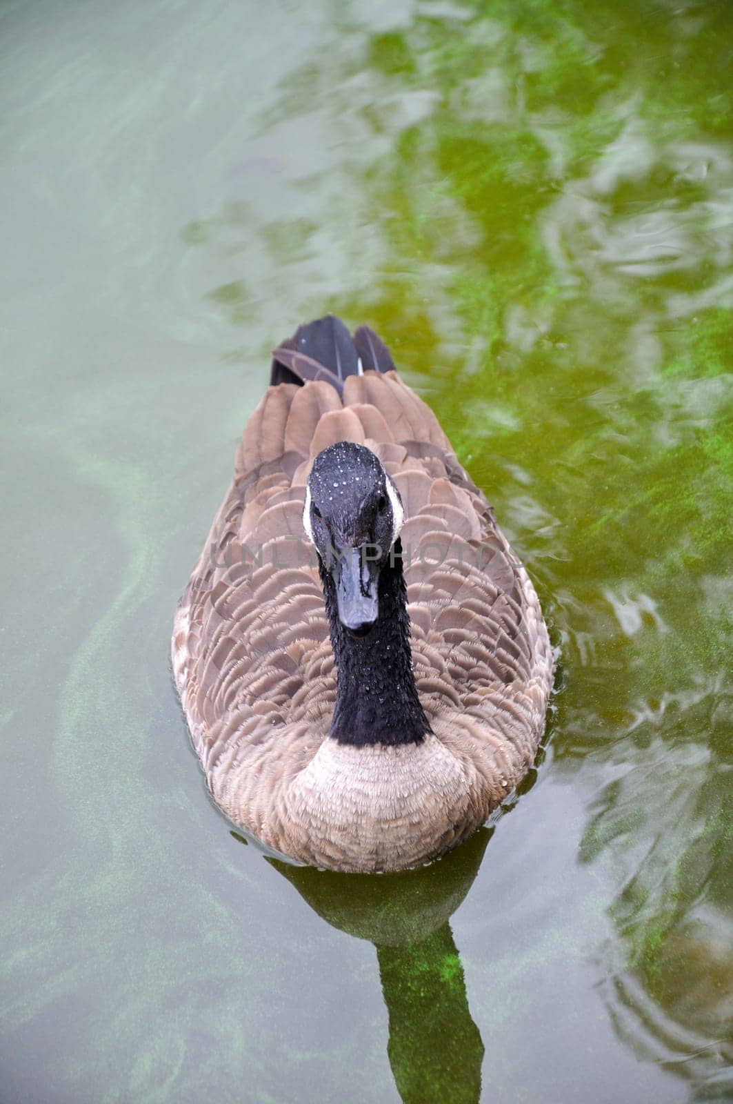  Canada Goose , Branta canadensis  on a pond. Close-up 