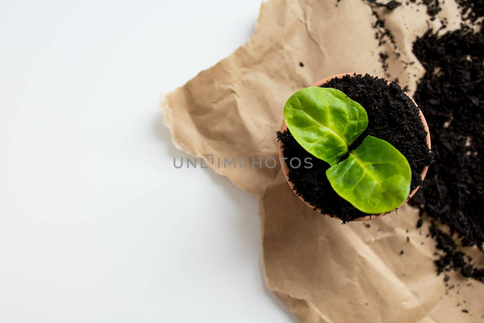 Fresh green seedling in pot on brown paper with soil displaying symbol of new growth.