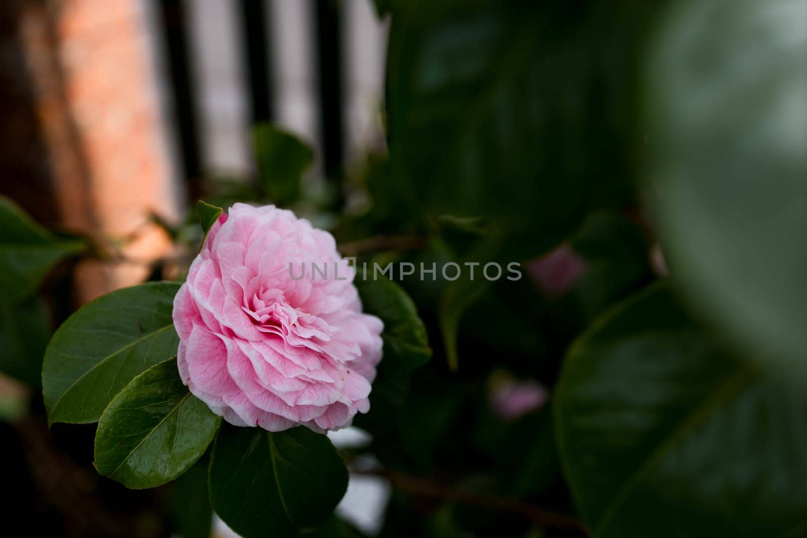 Pink camellia flower blooming among lush green leaves in garden.