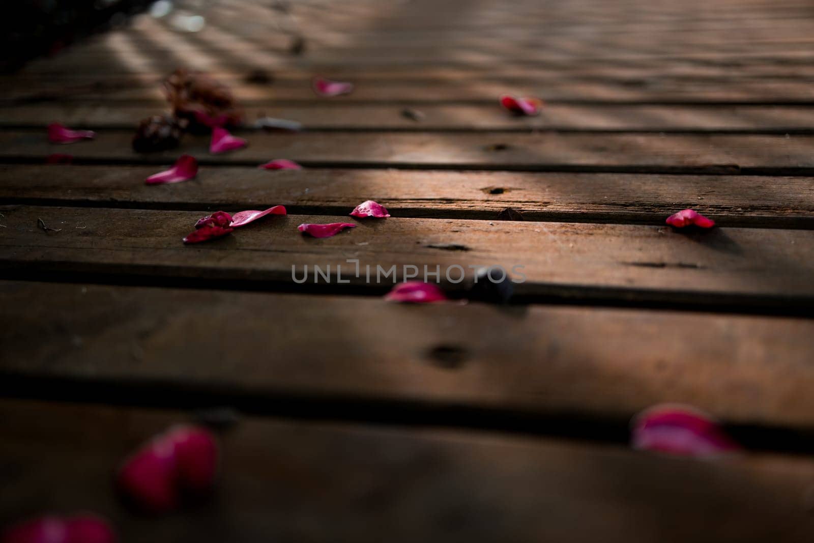 Scattered pink camellia petals on wooden planks in sunlight.