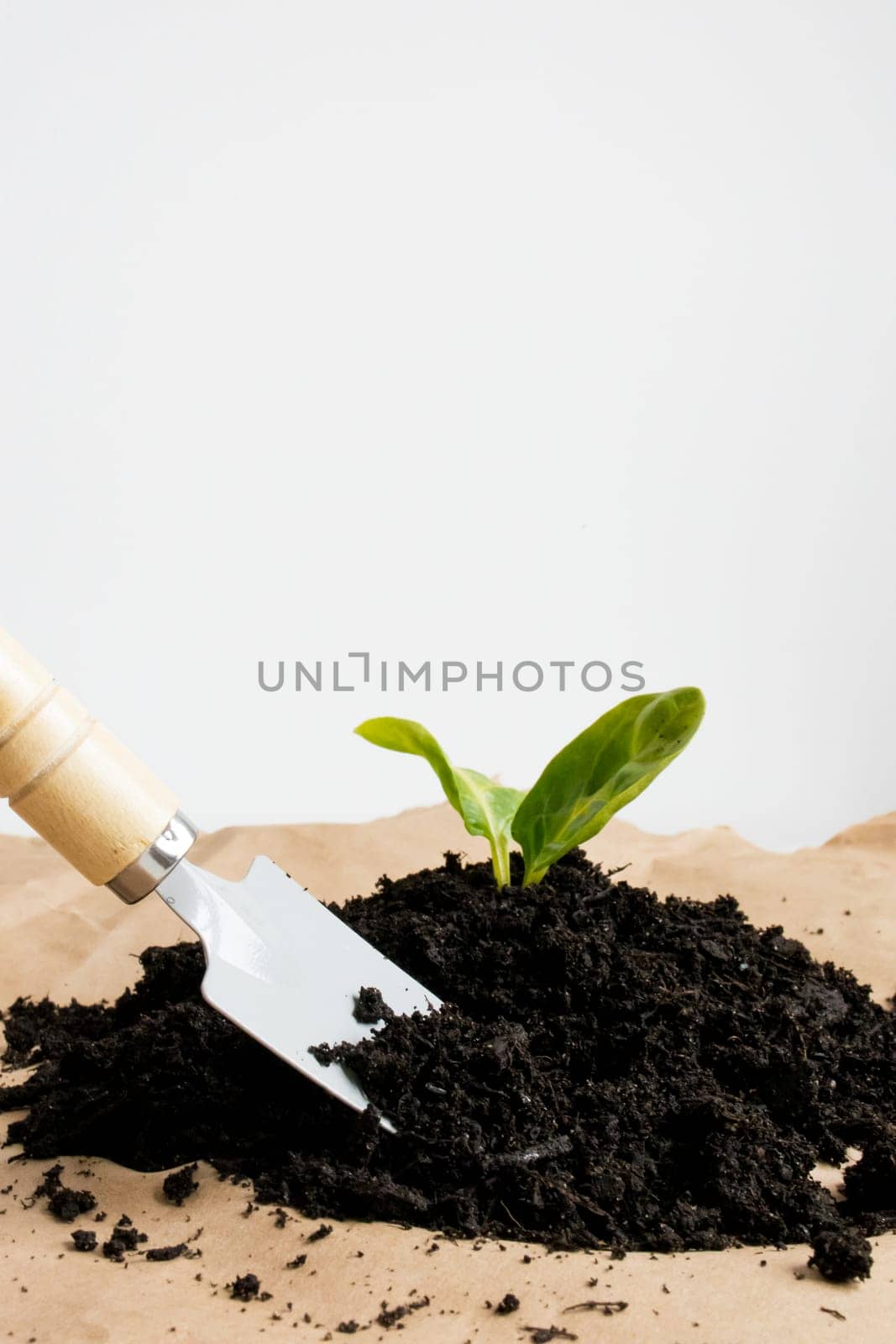 Gardening basics. Young plant seedling with trowel in rich soil.