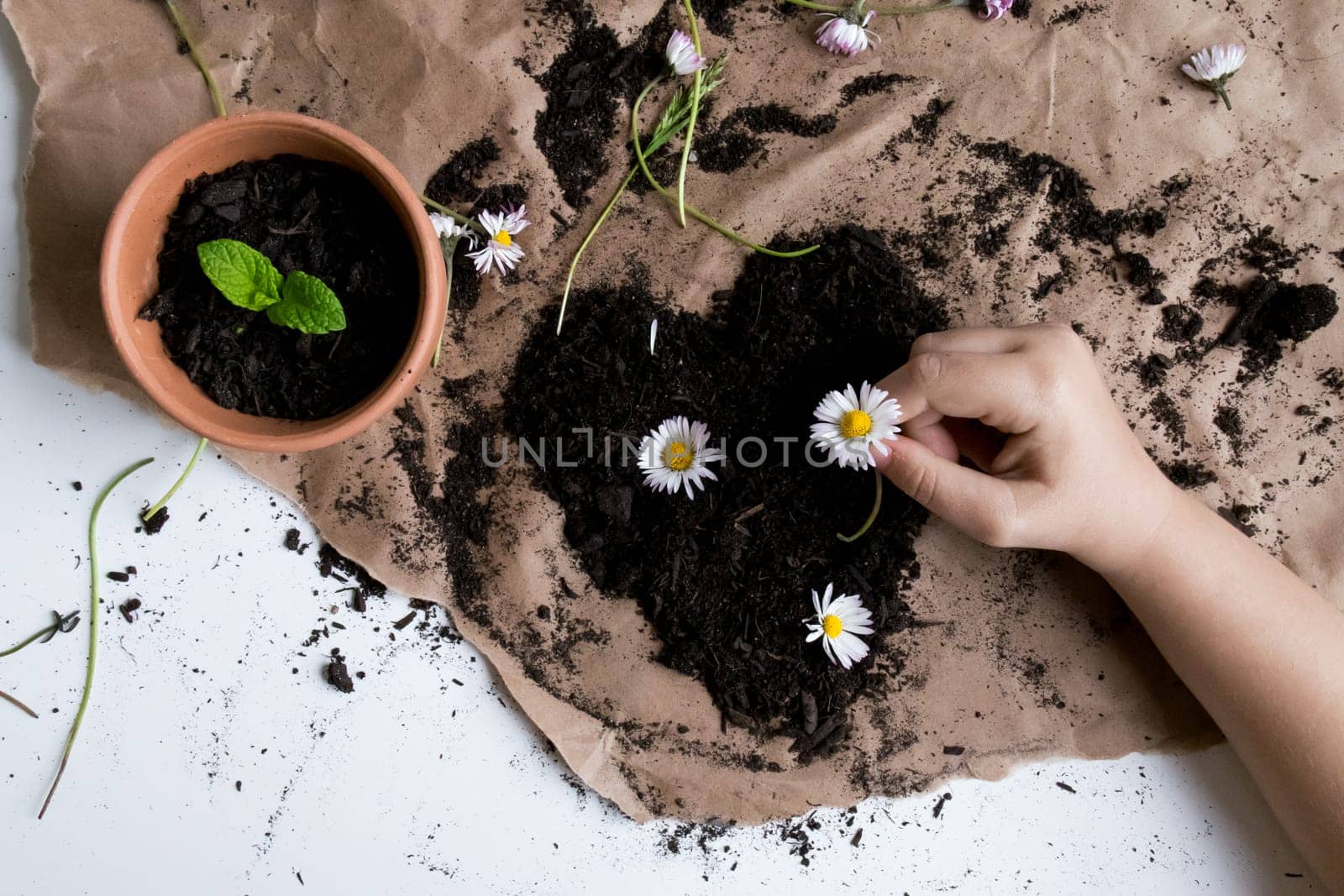 Child planting daisies in soil with potted plant on brown paper surface.