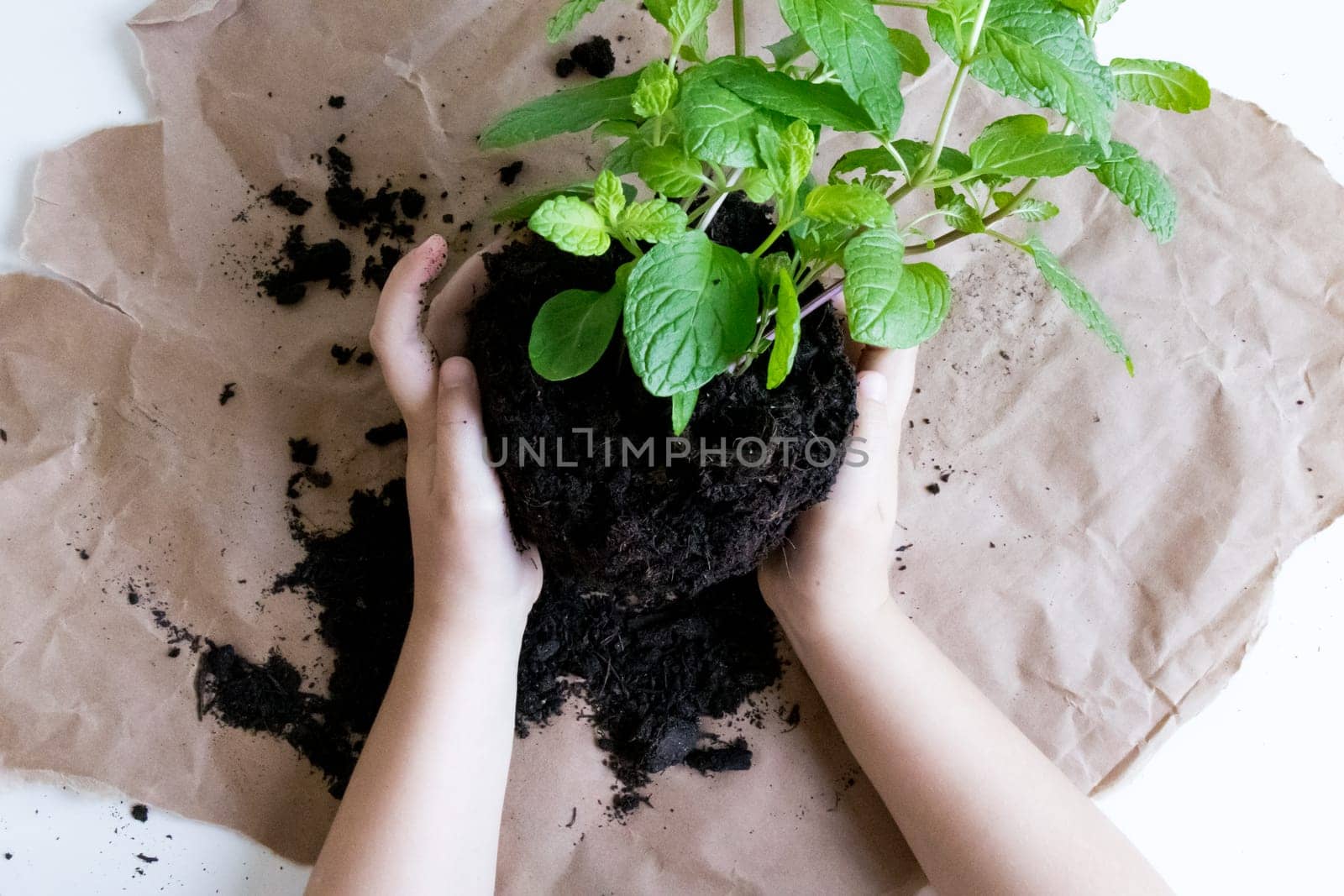 Childs hands planting green seedling in soil on brown paper background.