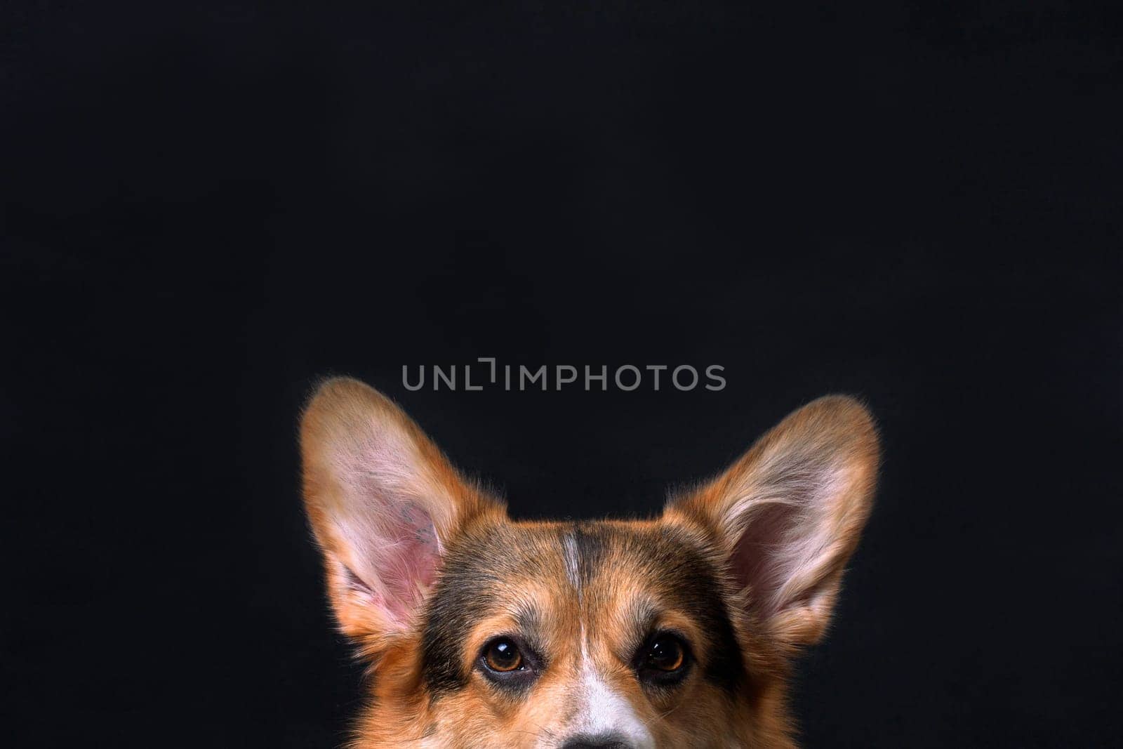 Red and white with black welsh corgi pembroke dog peeps
