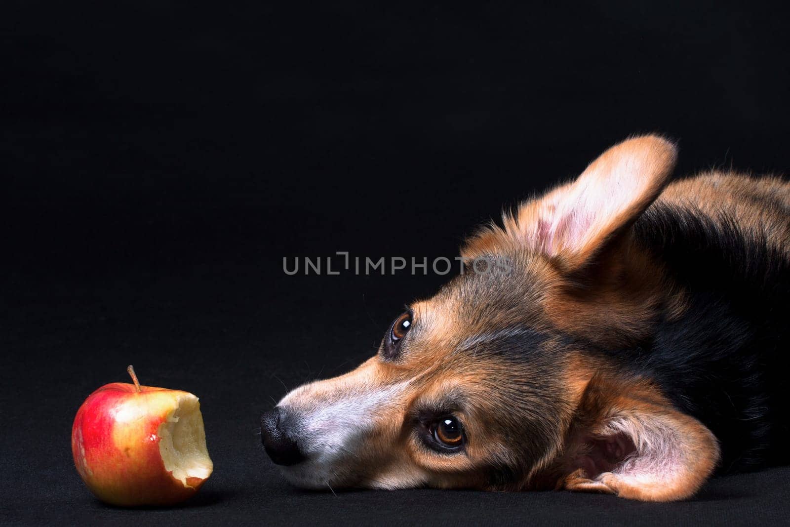 Red-white with black Welsh Corgi Pembroke dog lying next to an apple on a black background