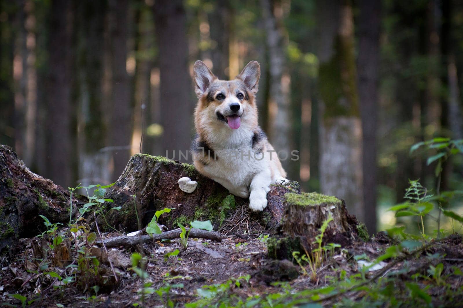 Welsh corgi pembroke red and black dog lying on a stump in the forest
