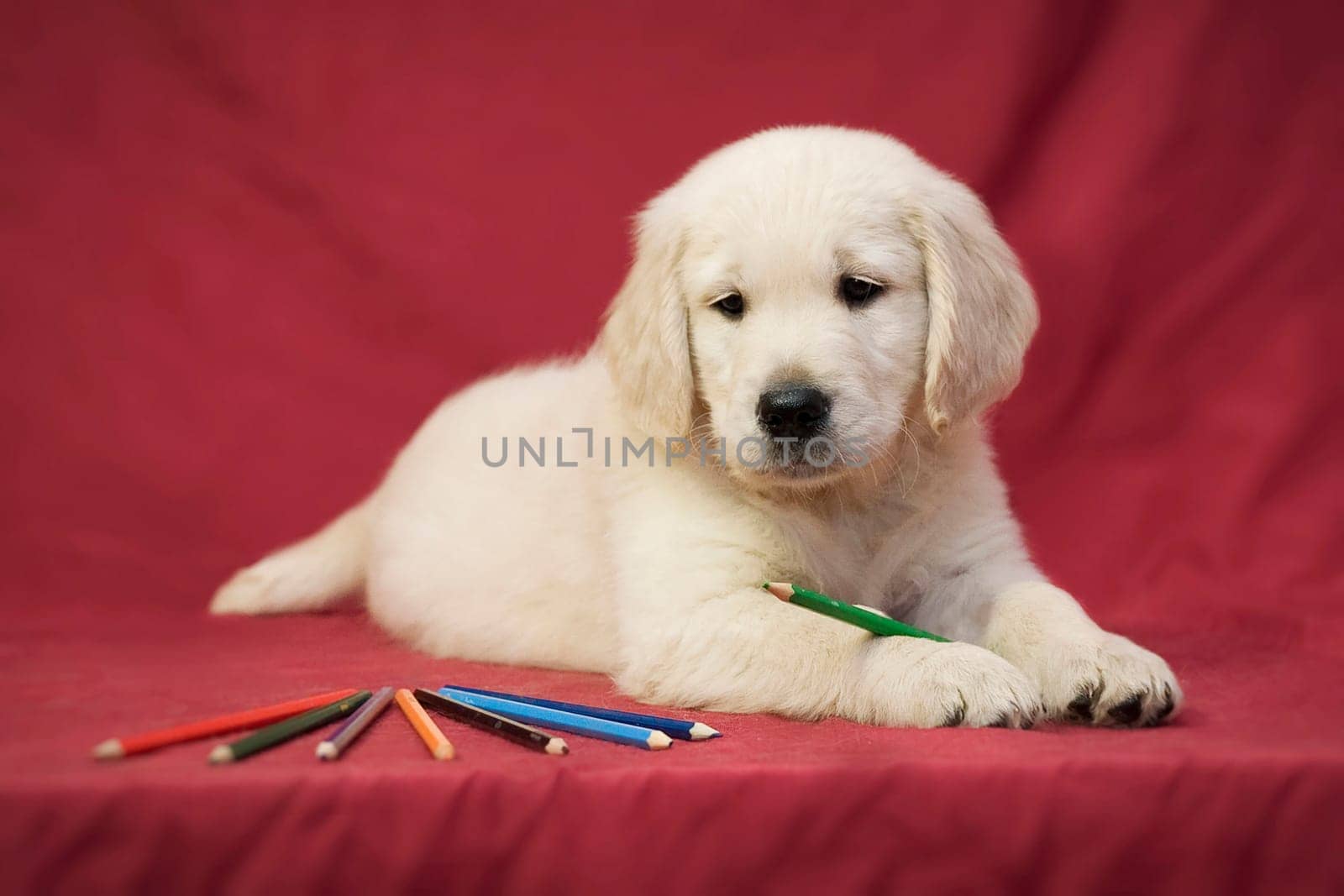 Golden retriever puppy and pencils of different colors on a red background