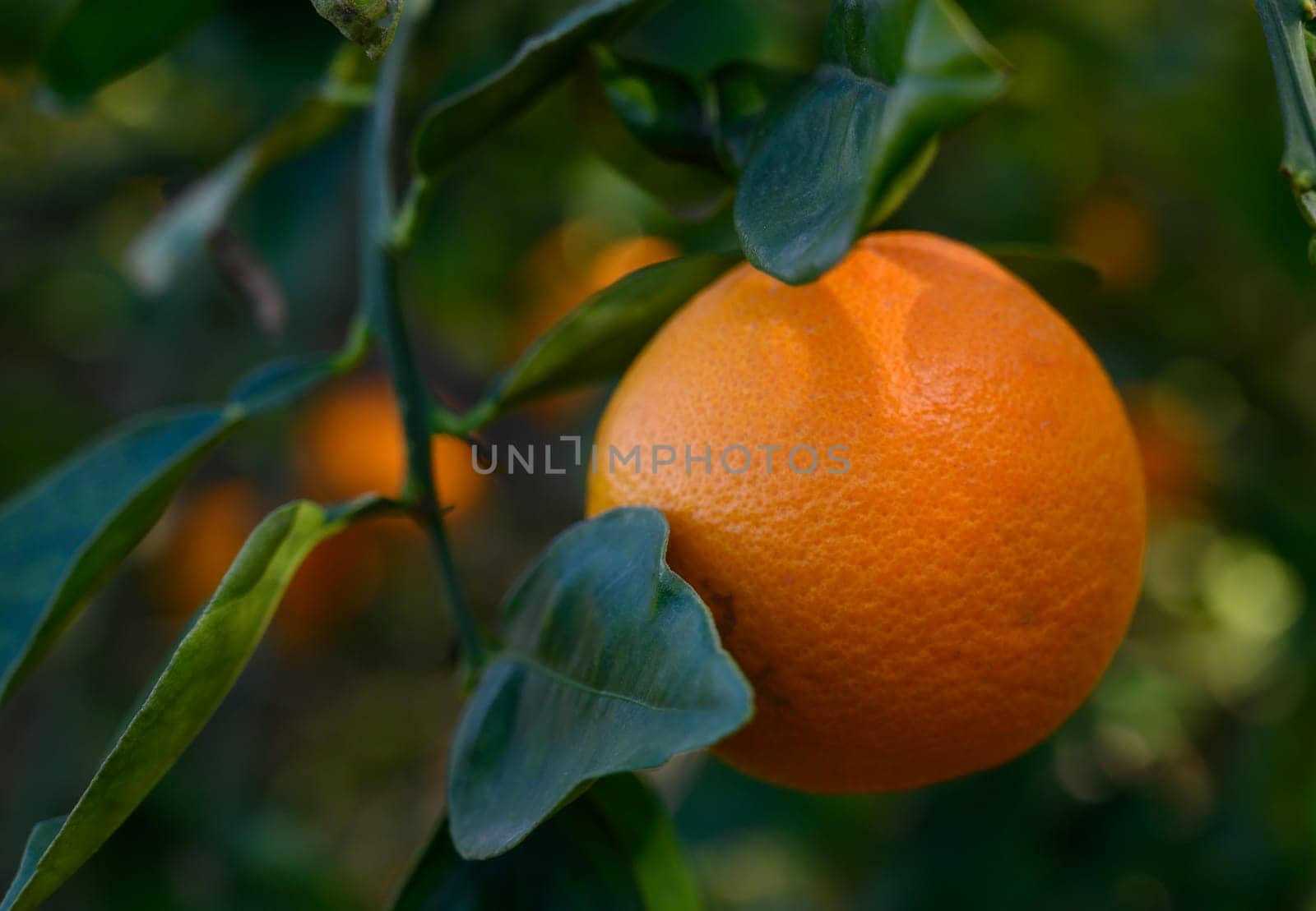 A vibrant orange fruit dangles from a leafy branch, basking in sunlight in a tranquil orchard setting.